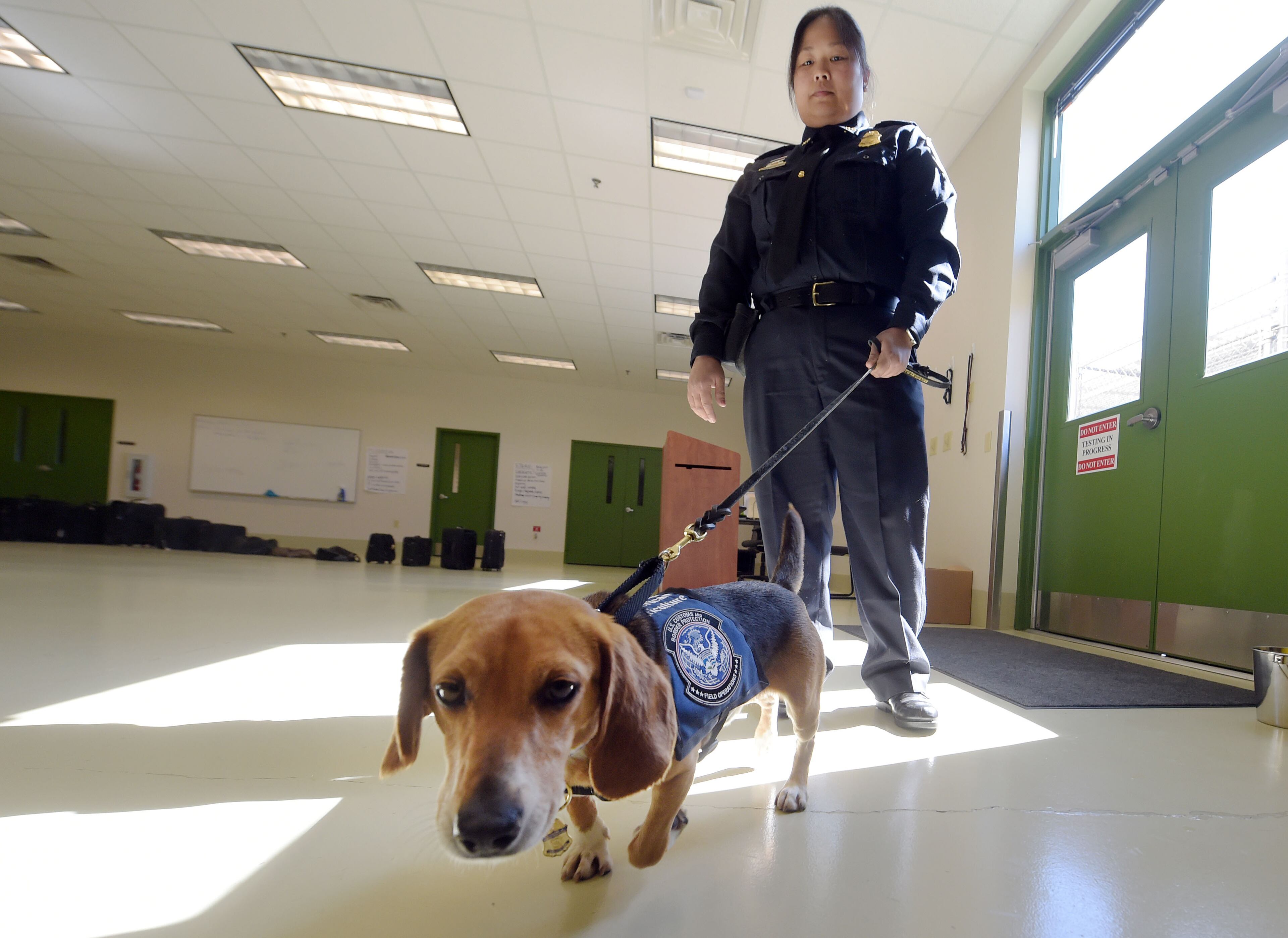 MARCH 16, 2017 NEWNAN U.S. Customs and Border Protection Agriculture Specialist Amabelle Gella and âMurray,â K9 Beagle, perform a search during a demonstration at the National Detector Dog Training Center in Newnan, Thursday, March 16, 2017. Murray was rescued in the Northeast Georgia Animal Shelter after sustaining obvious injuries. After his rescue, he was trained as an agriculture detector dog through the USDA. He'll work at Hartsfield Jackson International Airport. KENT D. JOHNSON/AJC