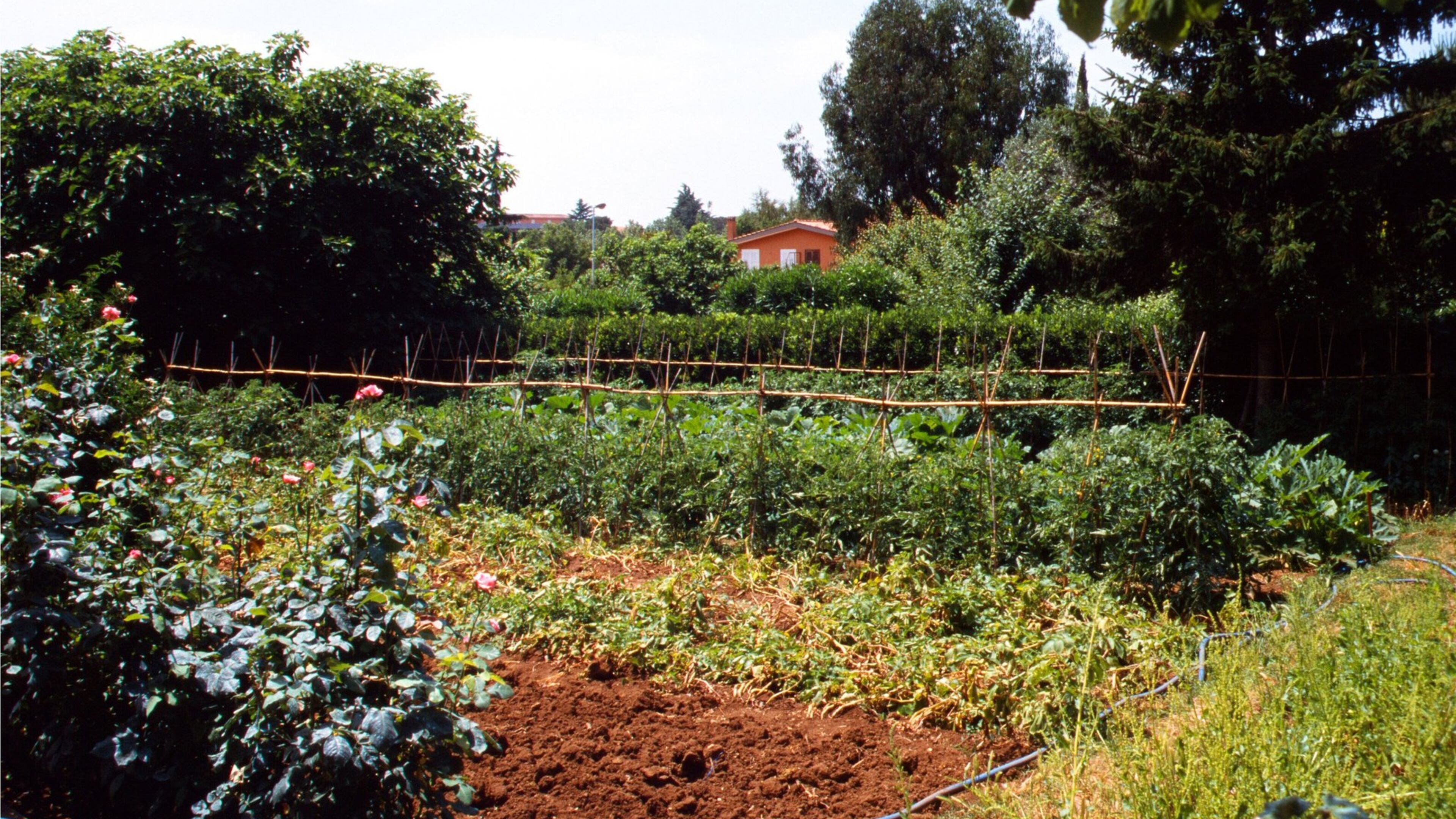 A large family garden can be rearranged each year for crop rotation. (Maureen Gilmer/TNS)