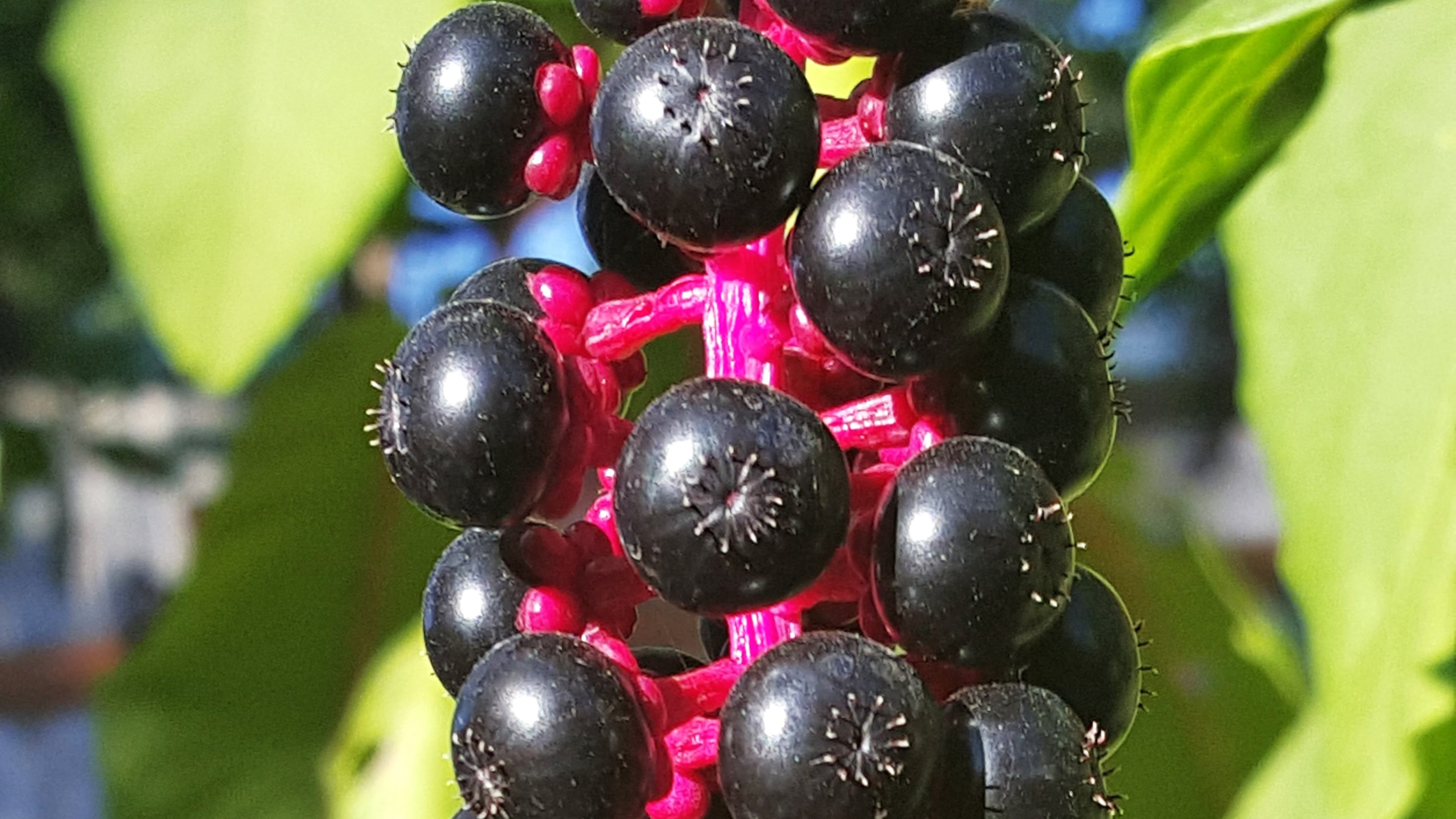 This is a cluster of ripe pokeweed berries. The berries are toxic to humans, dogs and some livestock but are safe for wildlife. Many songbirds and some mammals get nourishment from the berries. Courtesy of Kyle Hamar / Creative Commons