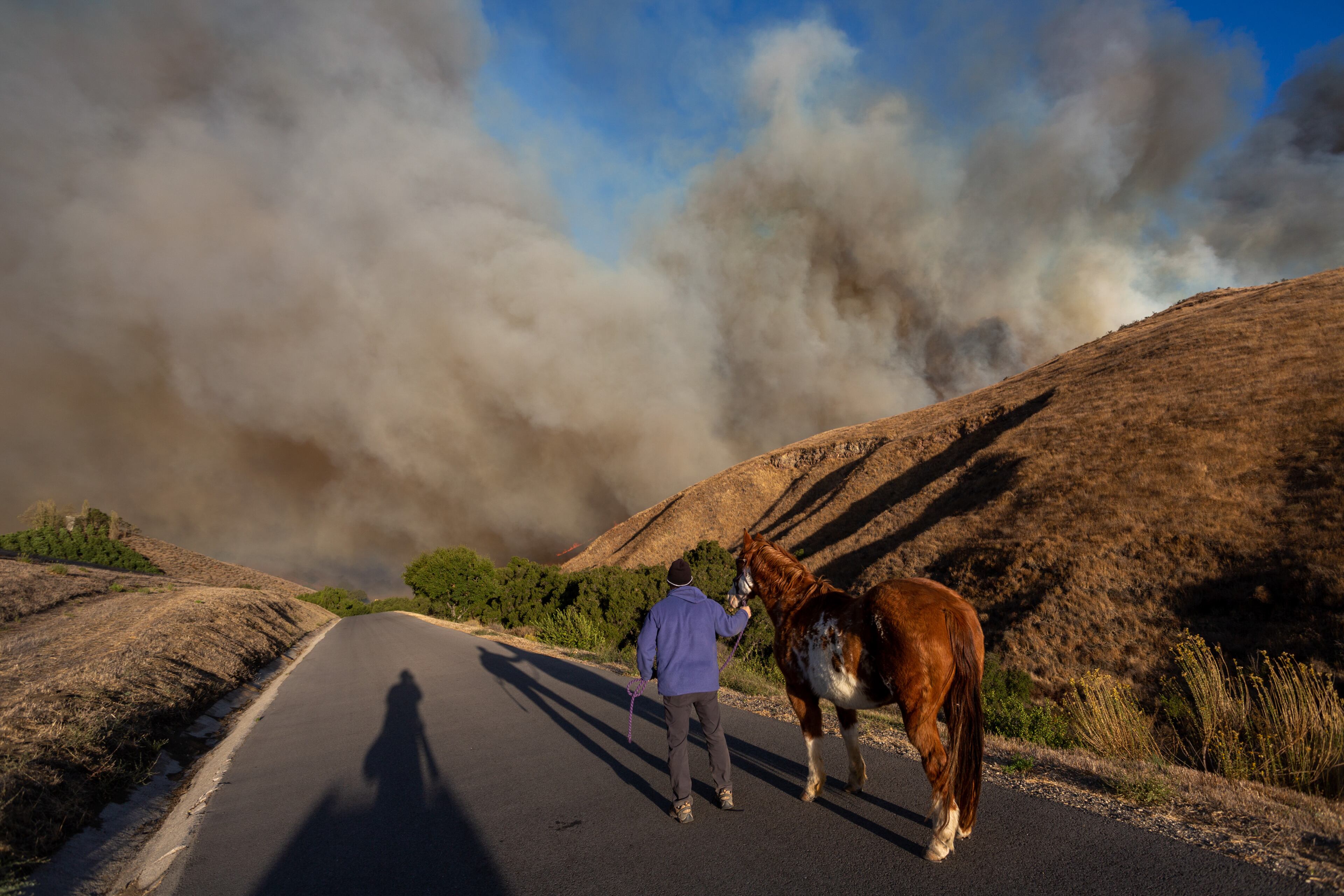 SIMI VALLEY, CA - OCTOBER 30: A man evacuates horses as the Easy Fire approaches on October 30, 2019 near Simi Valley, California. The National Weather Service issued a rare extreme red flag warning for Southern California for gusts that could be the strongest in more than a decade, exceeding 80 mph, as the fast-moving brush fire threatens the Ronald Reagan Presidential Library and nearby residential neighborhoods. (Photo by David McNew/Getty Images)