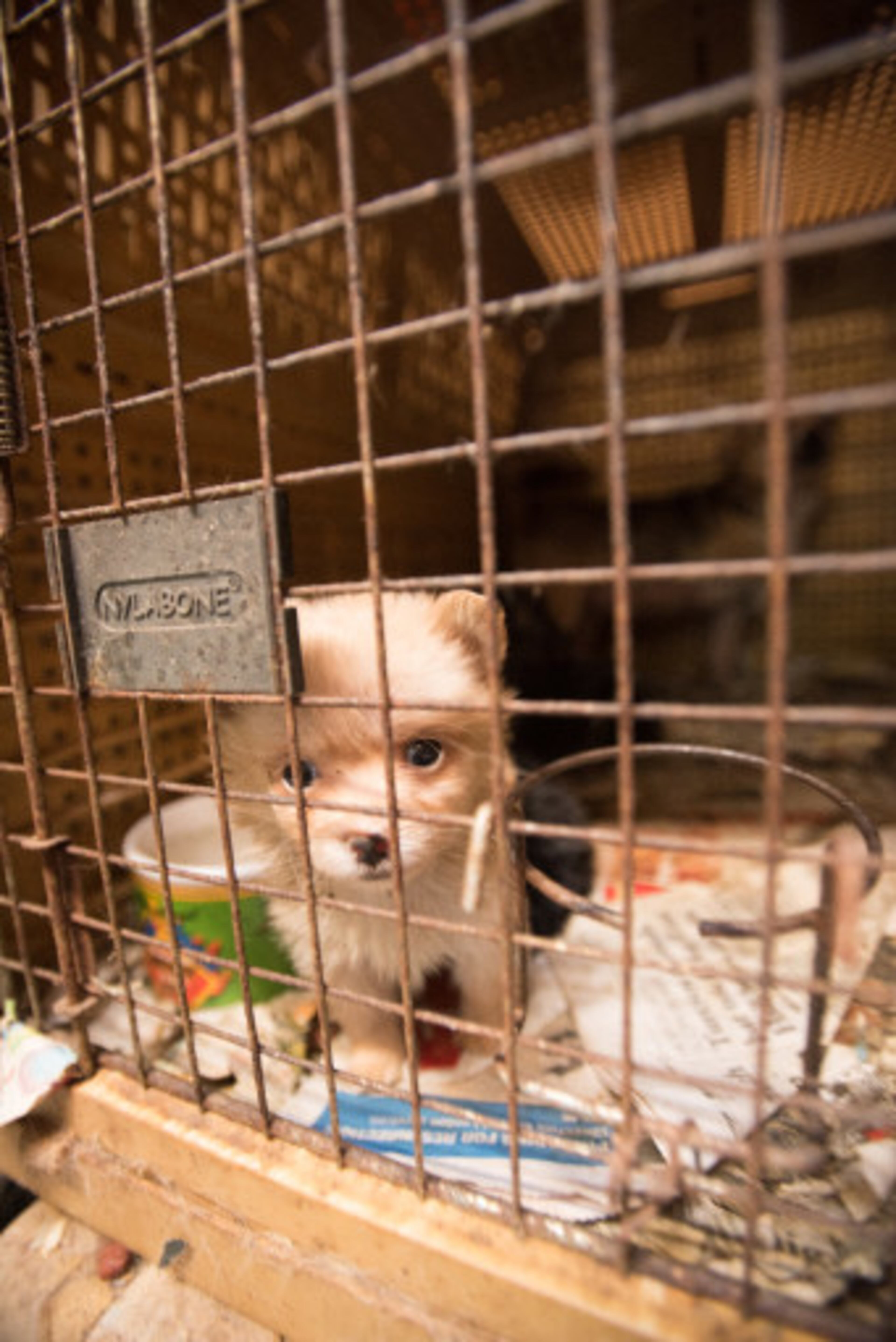 The Humane Society rescued more than 350 animals found living in deplorable conditions in Habersham County. (credit: Frank Loftus / The HSUS