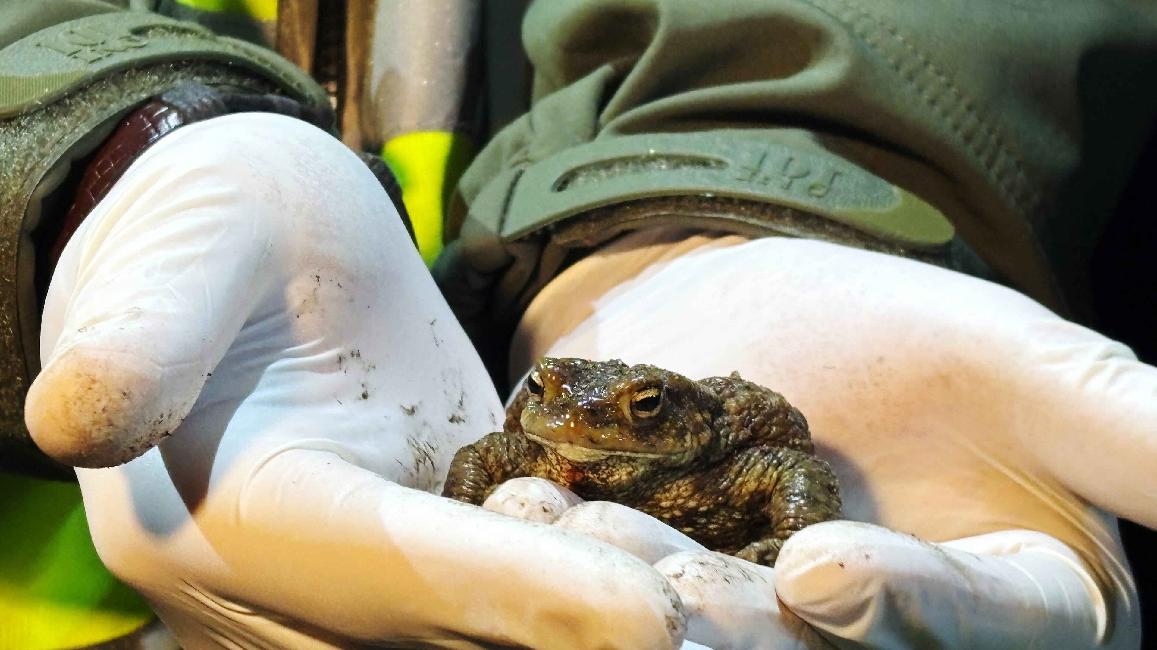 A biologist holds a female common toad in Otrebusy, Poland, Monday, March 30, 2026. (AP Photo/Claudia Ciobanu)
