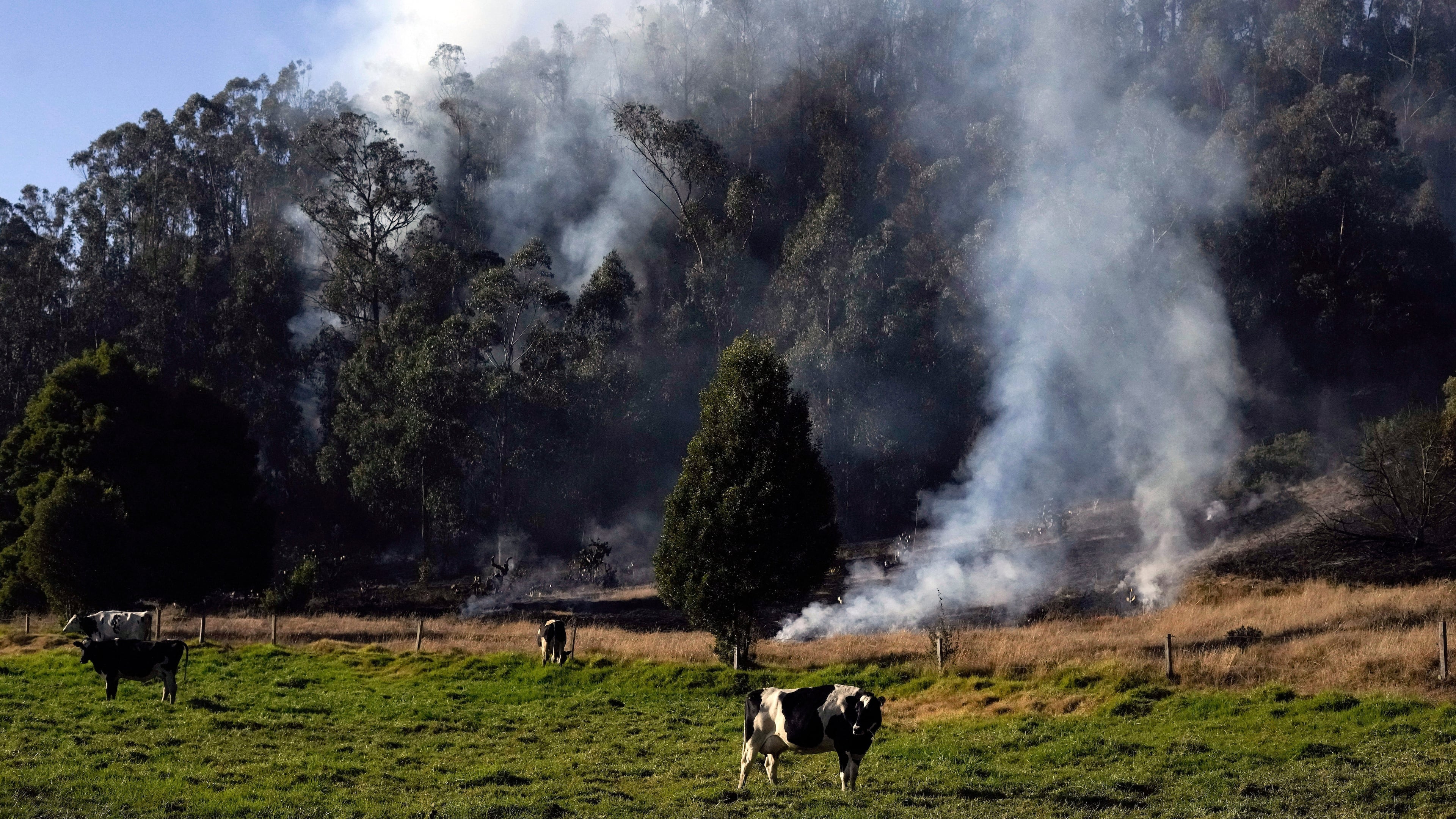 FILE - Cows graze as a wildfire burns in Soacha, near Bogota, Colombia, Aug. 14, 2023. (AP Photo/Fernando Vergara, File)