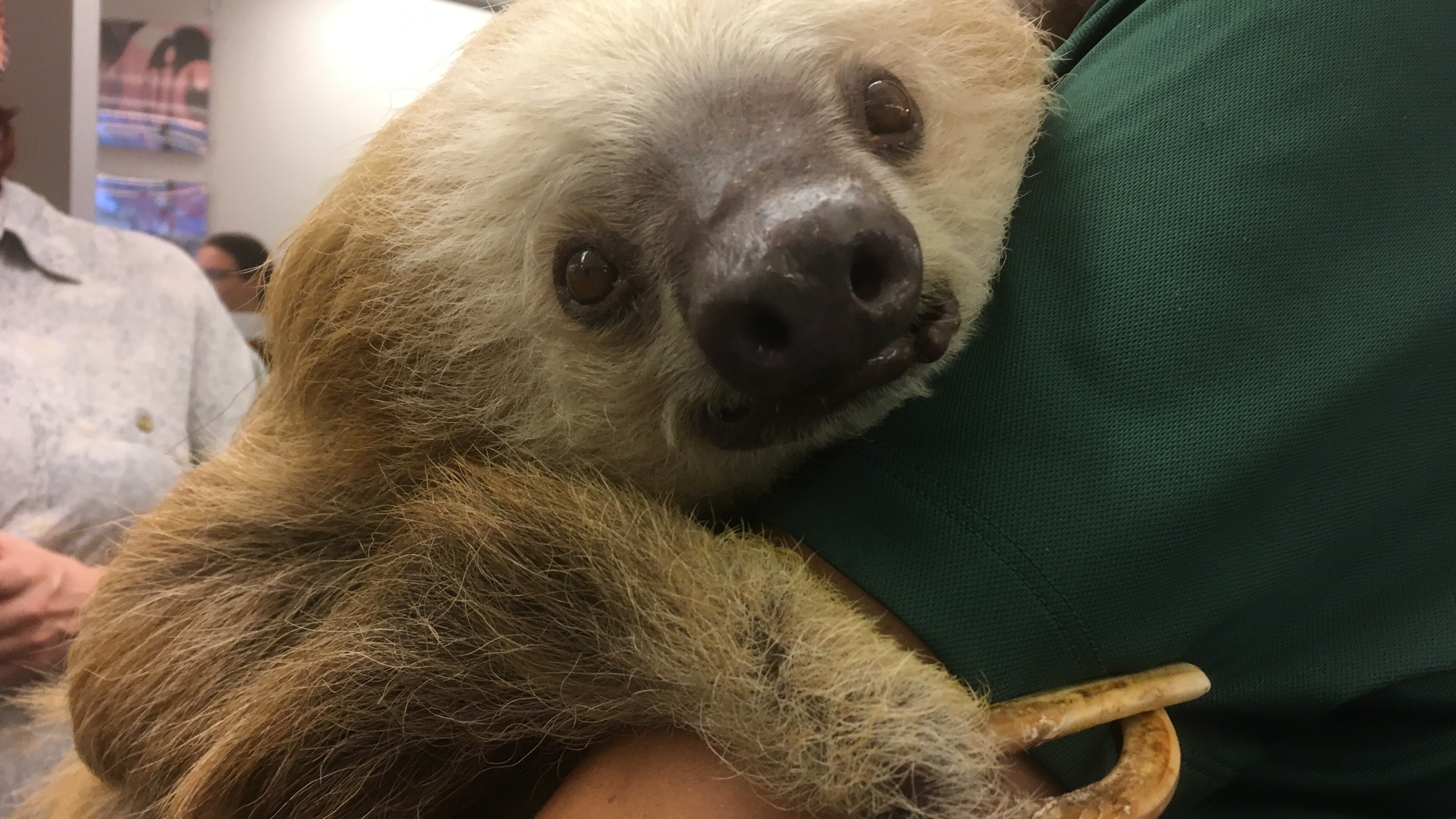 Harry the Sloth tolerated a room full of journalists with aplomb. Photo: Jennifer Brett