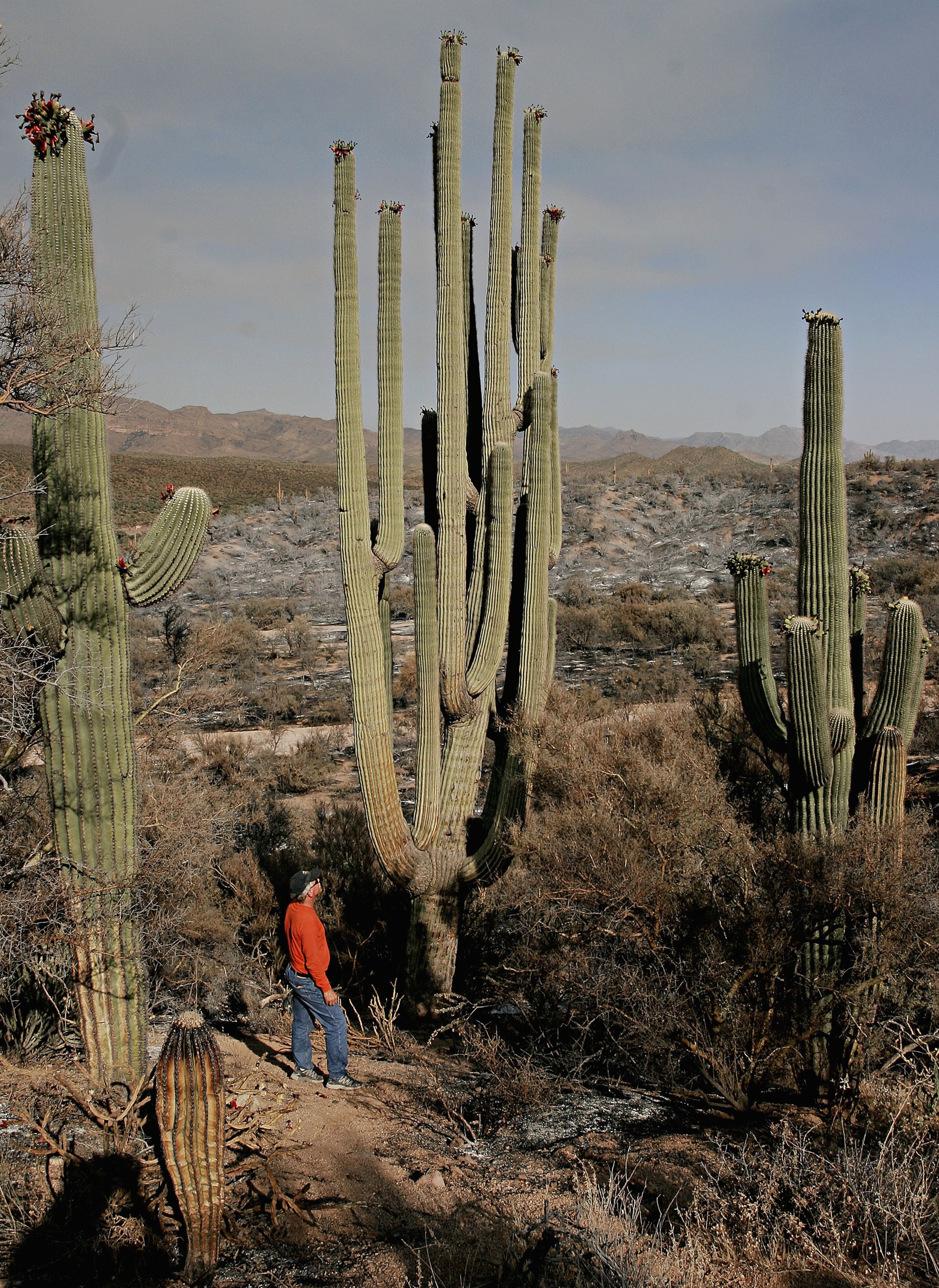 If you visit Phoenix, be sure to check out the Saguaro cactus native to the region. You can find the "Grand One" in the Tonto National Forest north of the city, which receives 7.3 inches of rain and 28 days of precipitation a year. (Photo by Jeff Topping/Getty Images)