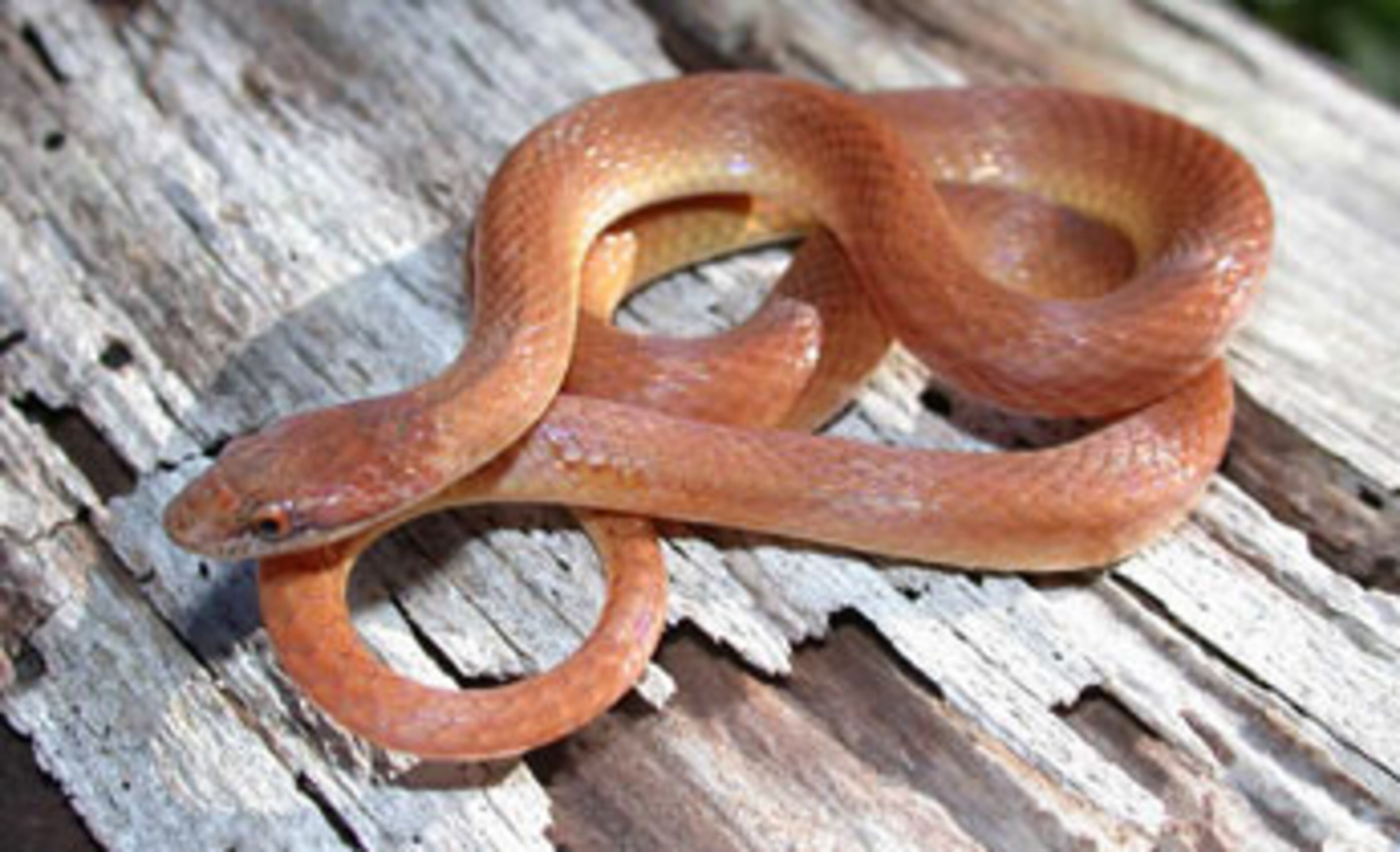Rare in Georgia, the PINE WOODS SNAKE is found mainly in Florida and is also scattered along the Coastal Plain of the southeastern US. They prefer wetland margin areas and woodland habitats, eat other snakes along with small frogs, lizards and salamanders. These rare snakes are a protected species in Georgia. INFO BY: Justin Neal, University of Georgia – edited by J.D. Willson.