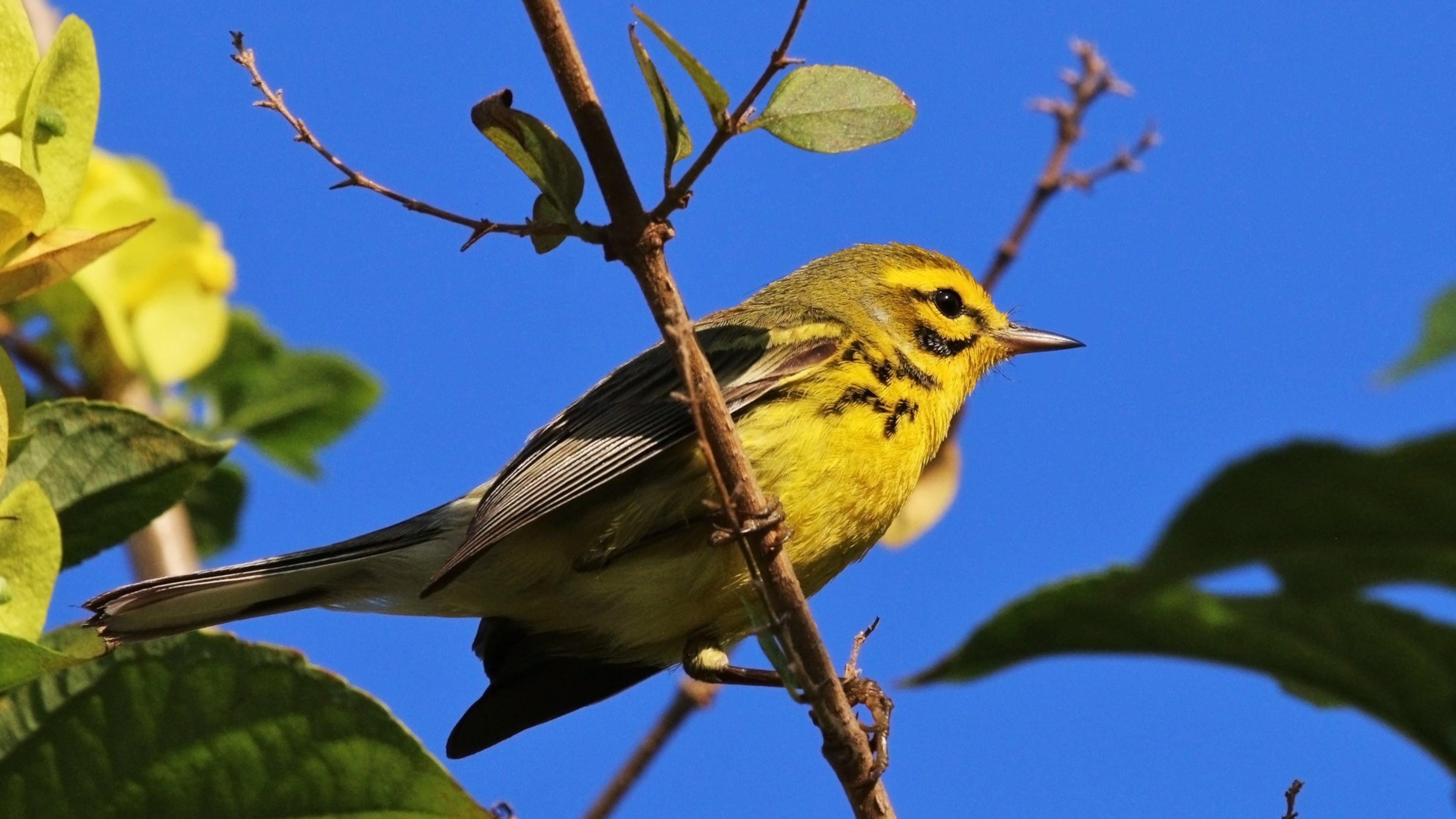 The prairie warbler, shown here, is one of some 30 warbler species that occur in Georgia at least a part of the year. Some warbler species only pass through Georgia during migration; others, like the prairie warbler, nest in the state. CONTRIBUTED BY CHARLES J SHARP/CREATIVE COMMONS