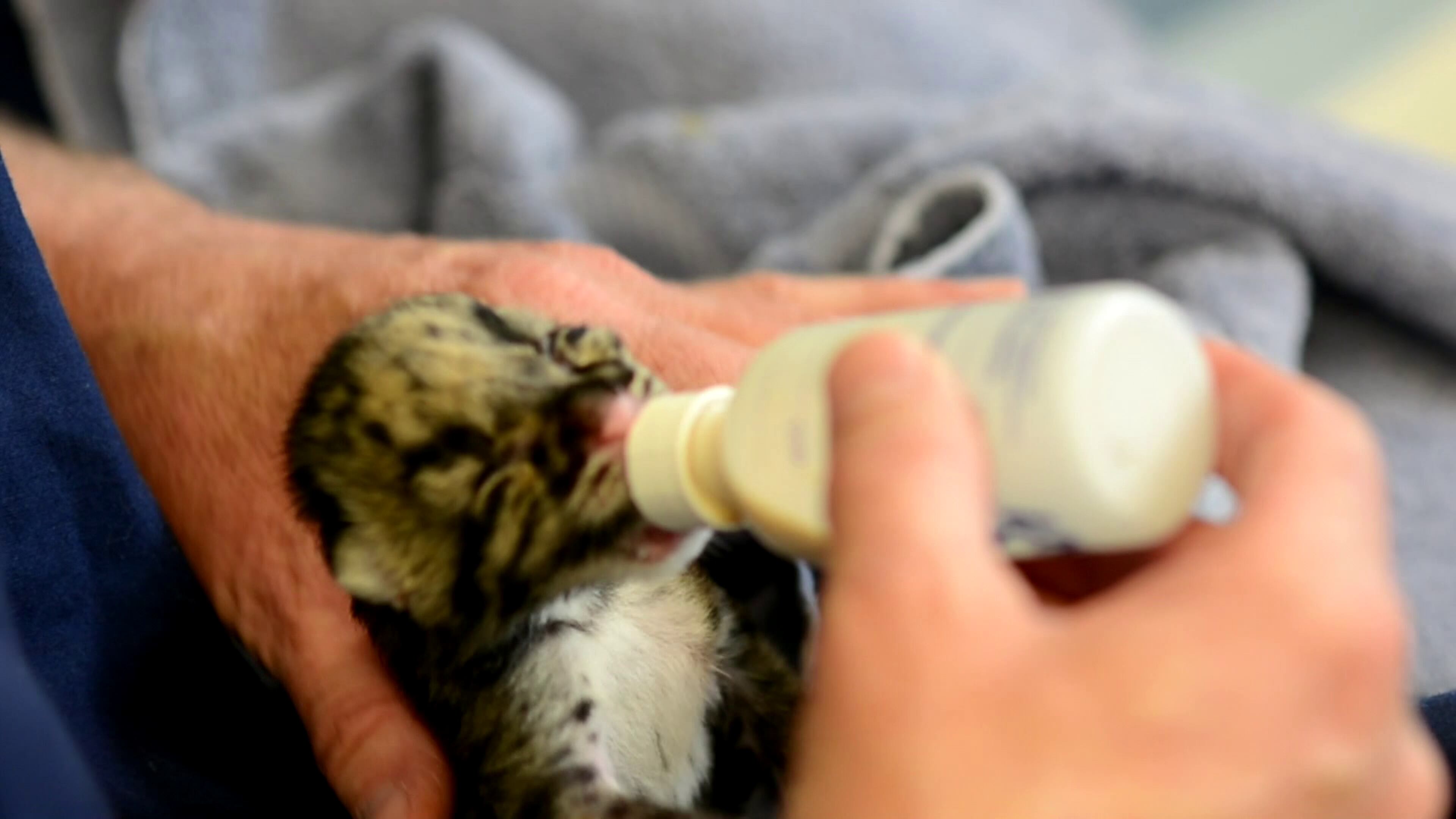 Four Clouded leopard cubs are healthy, growing, and adorable at the Point Defiance Zoo and Aquarium. (Photos via Point Defiance Zoo & Aquarium)