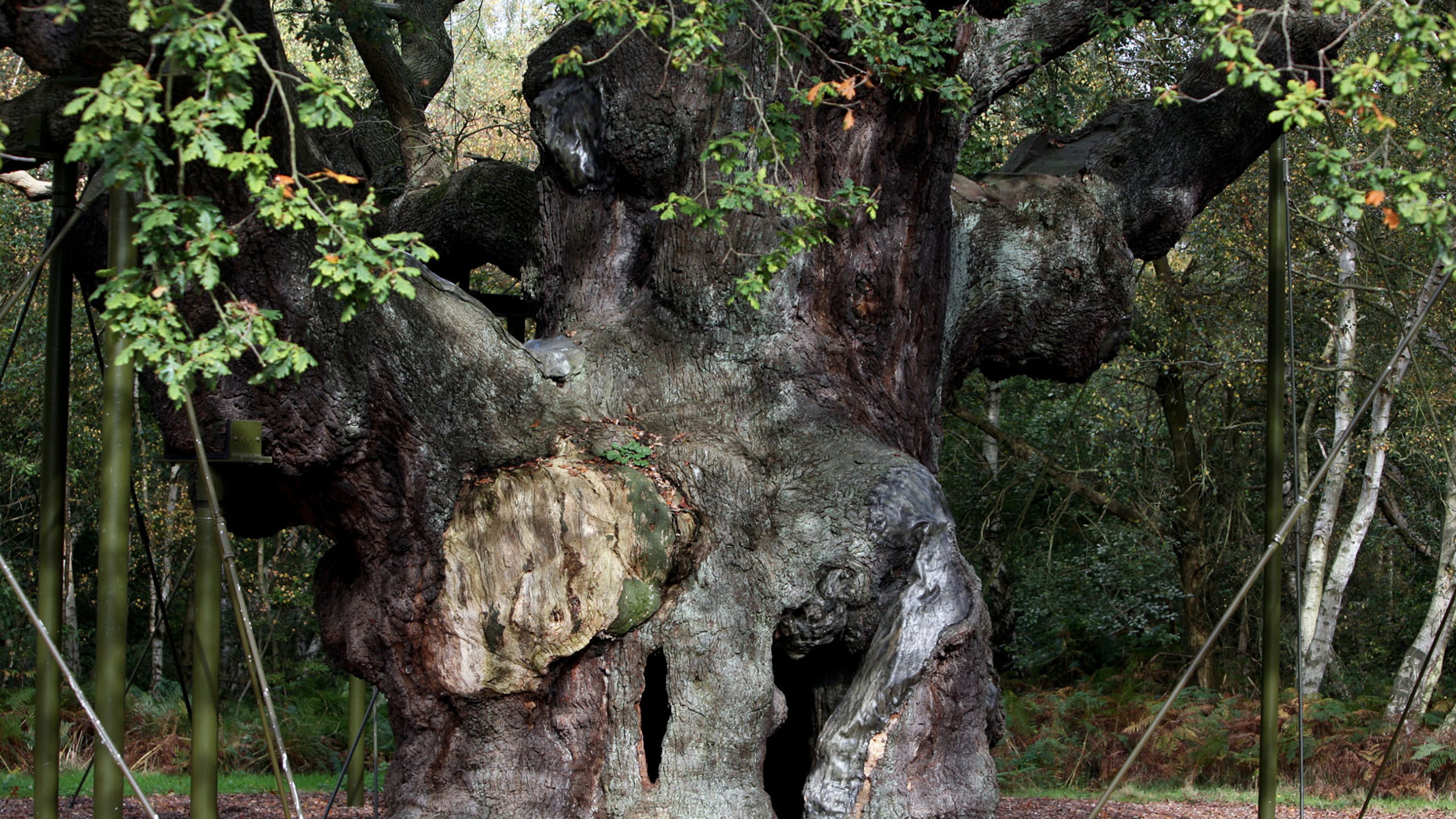 FILE - A 1,200-year-old Major Oak tree, where Robin Hood allegedly used as a hide out, stands in Sherwood Forest near Nottinghamshire, England, on Oct. 19, 2007. (AP Photo/Simon Dawson, File)