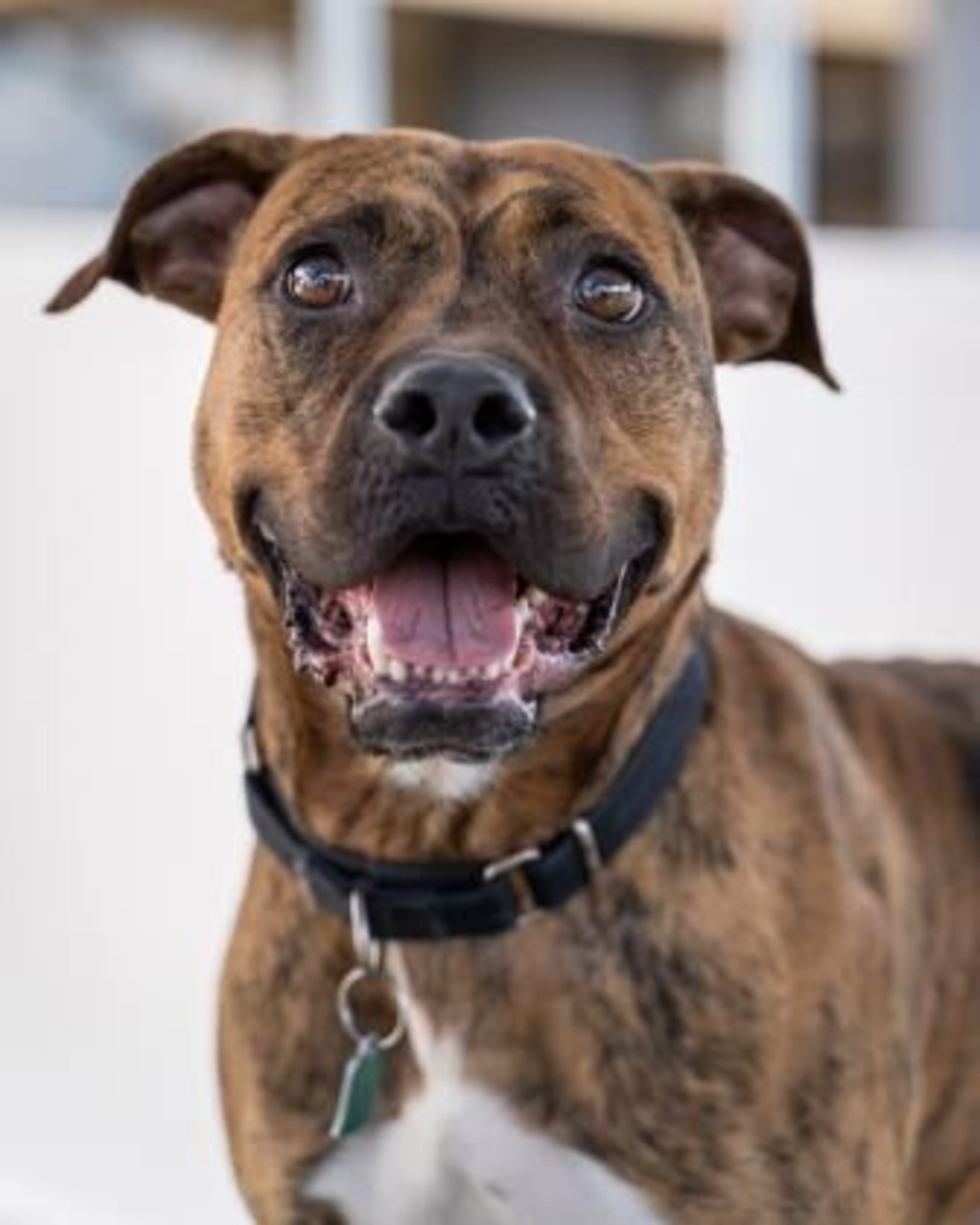 Courtesy of LifeLine Animal Project