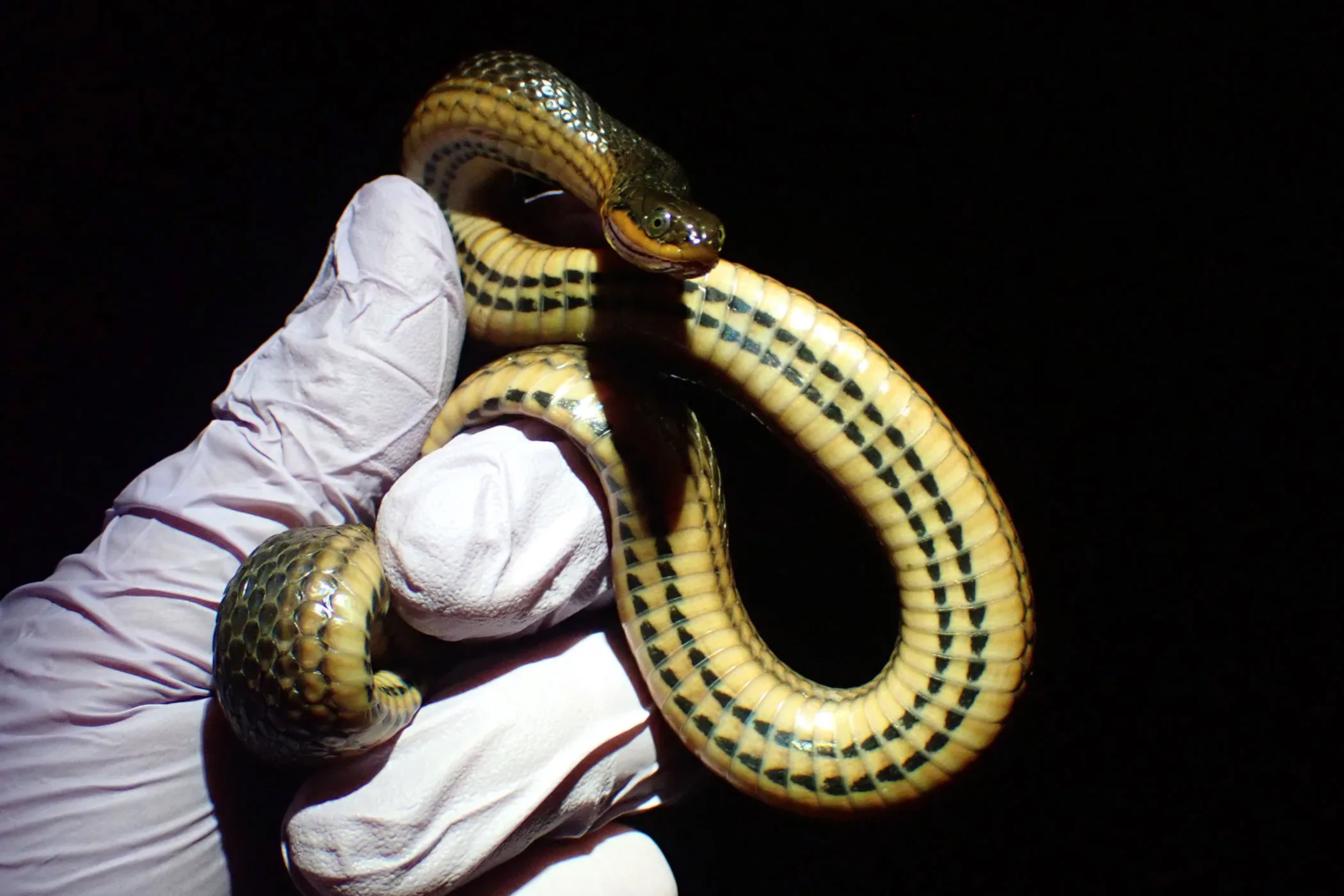 Researchers study a glossy crayfish snake, one of 29 species analyzed in the study. (Photo courtesy of Taylor Miller)