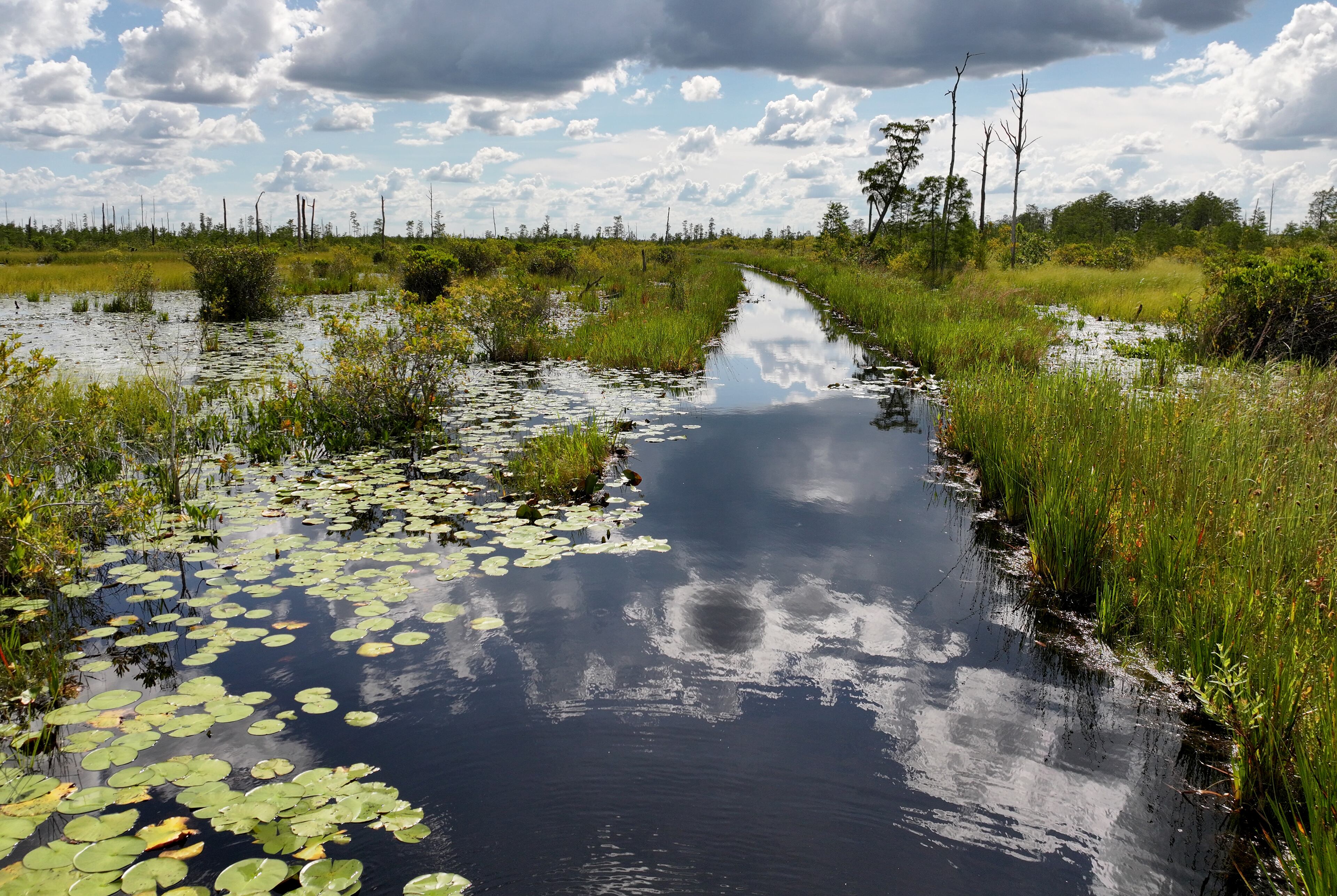 An aerial photo shows a flooded prairie in the Okefenokee Swamp on Tuesday, August 12, 2025. (Hyosub Shin / AJC)