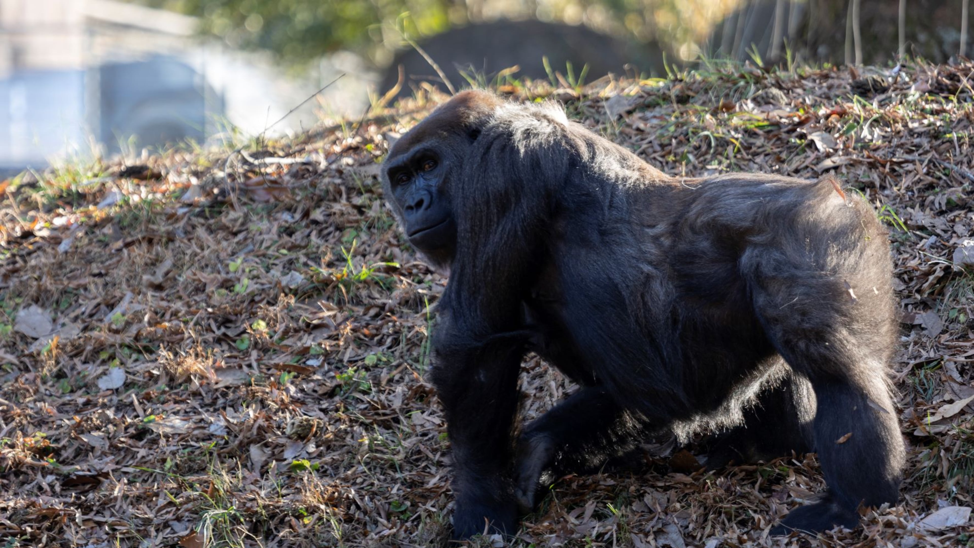 In an exciting continuation of a uniquely Atlanta legacy, the only son of Zoo Atlanta’s most famous gorilla will become a first-time father in 2023. Shalia, a 20-year-old female in Willie B., Jr.’s troop, is expecting an infant.