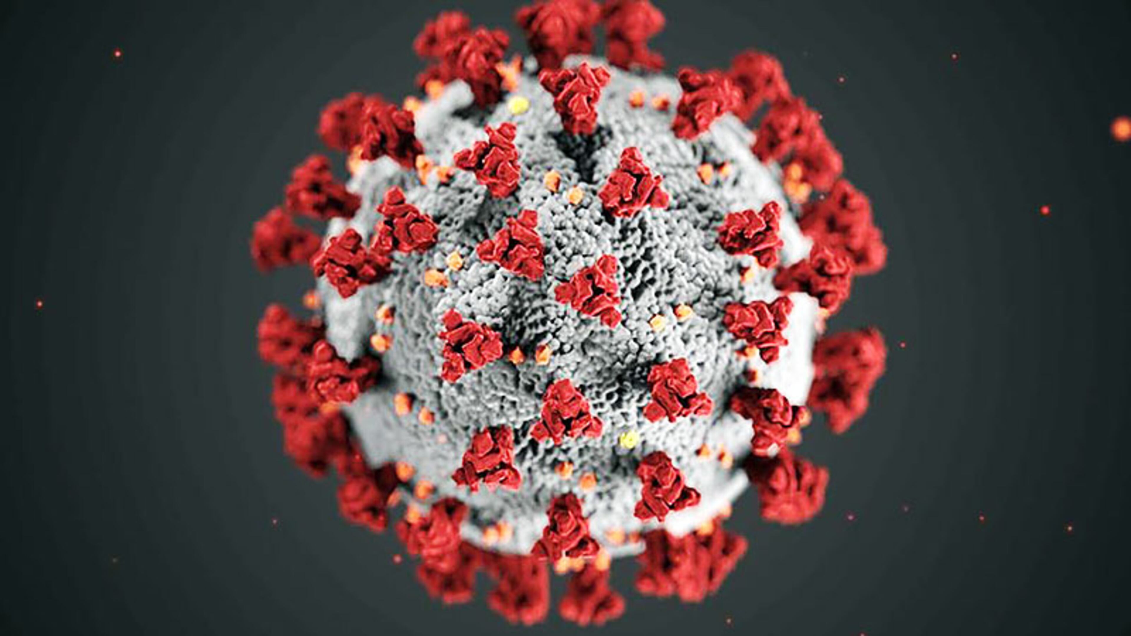 Image of a coronavirus cell created by UGA grads Alissa Eckert and Dan Higgins. Higgins and Eckert are both medical illustrators at the Centers for Disease Control and Prevention. Their 3D image is now the iconic face of the virus.