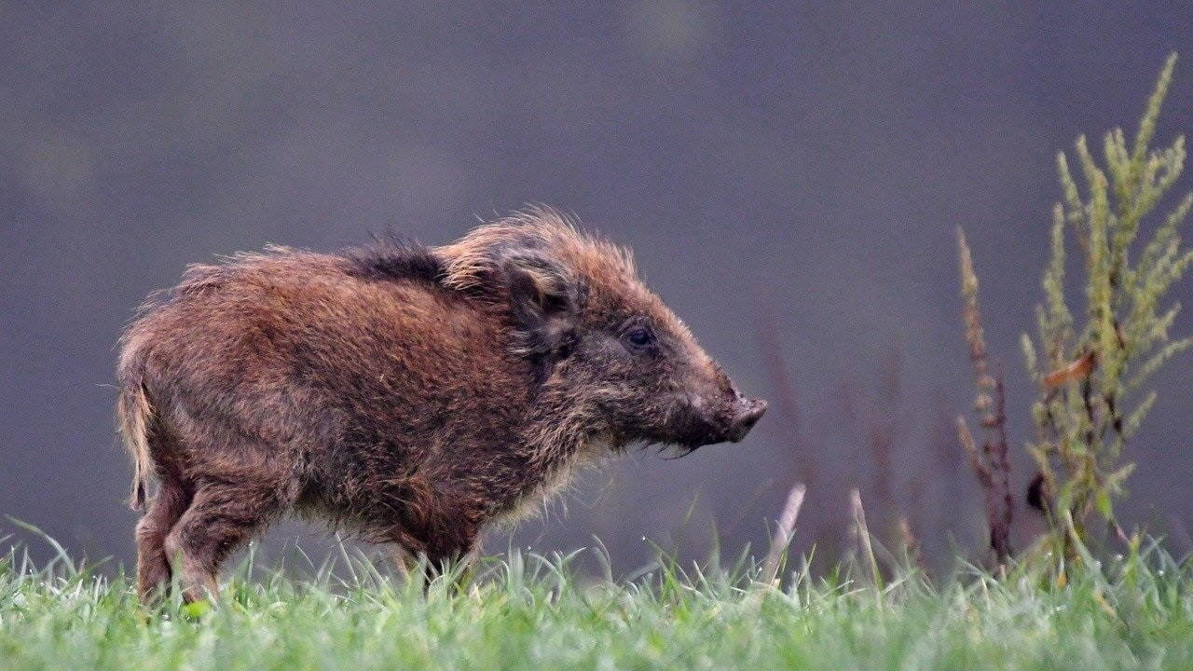 Georgia lawmakers are considering rewarding hunters who kill wild hogs.