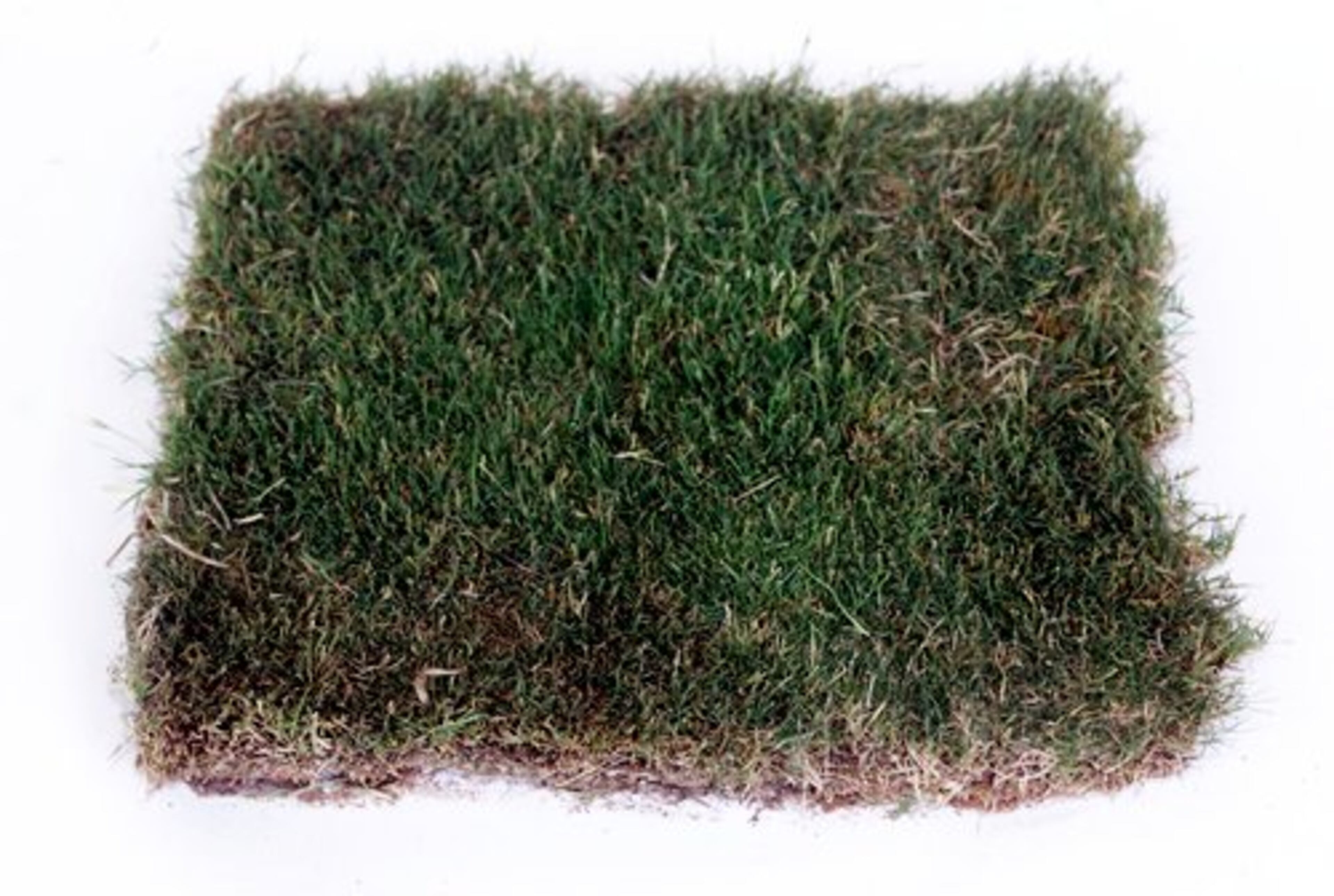 Common Bermuda, a warm season grass. (One of Atlanta's most popular grasses.) Drought tolerance: High. Shade tolerance: Low; needs all-day sun. Cold tolerance: High. Establishment rate: Fast. When to fertilize: In active growth, typically around May, and again in early September. Maintenance level: Low.