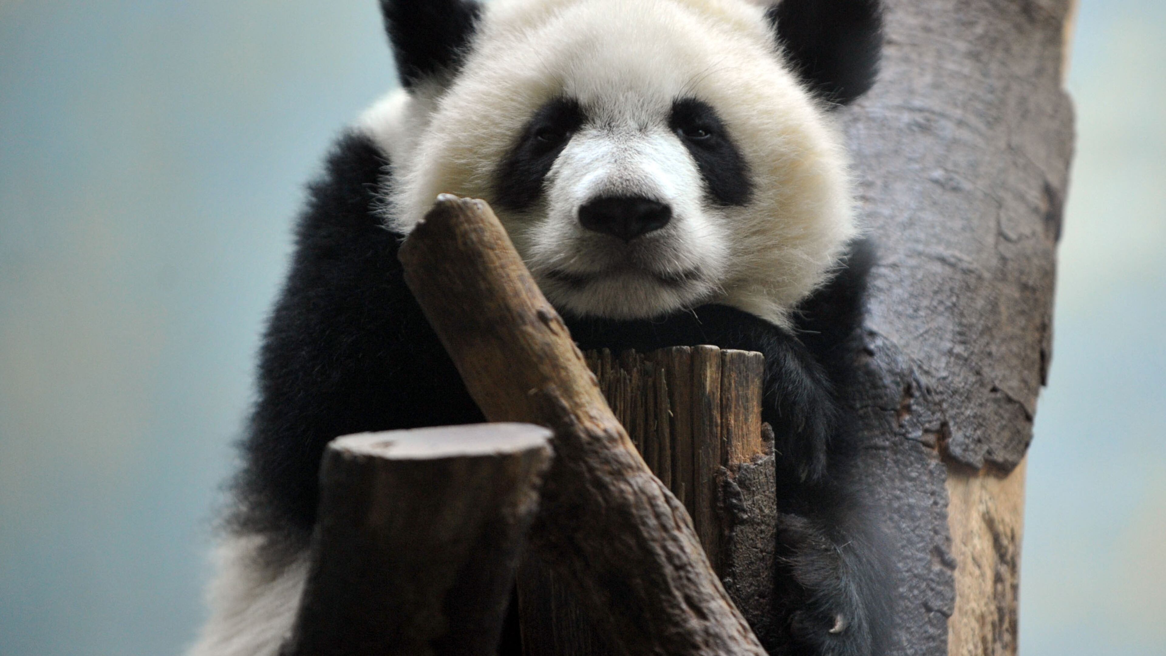 Mei Lun, at Zoo Atlanta