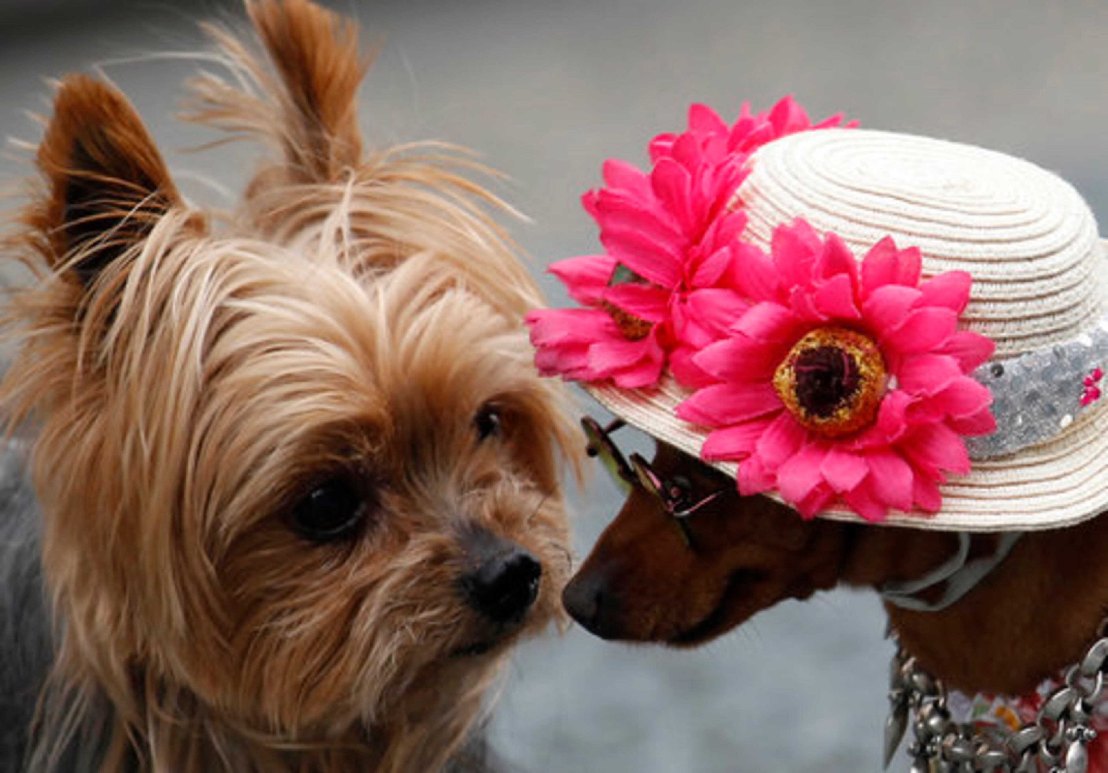 I LOVE YOUR HAT!--Yorkshire terrier Ryota, left, greets miniature pinscher Pin-chan during their encounter in Tokyo, Wednesday, May 4, 2011.