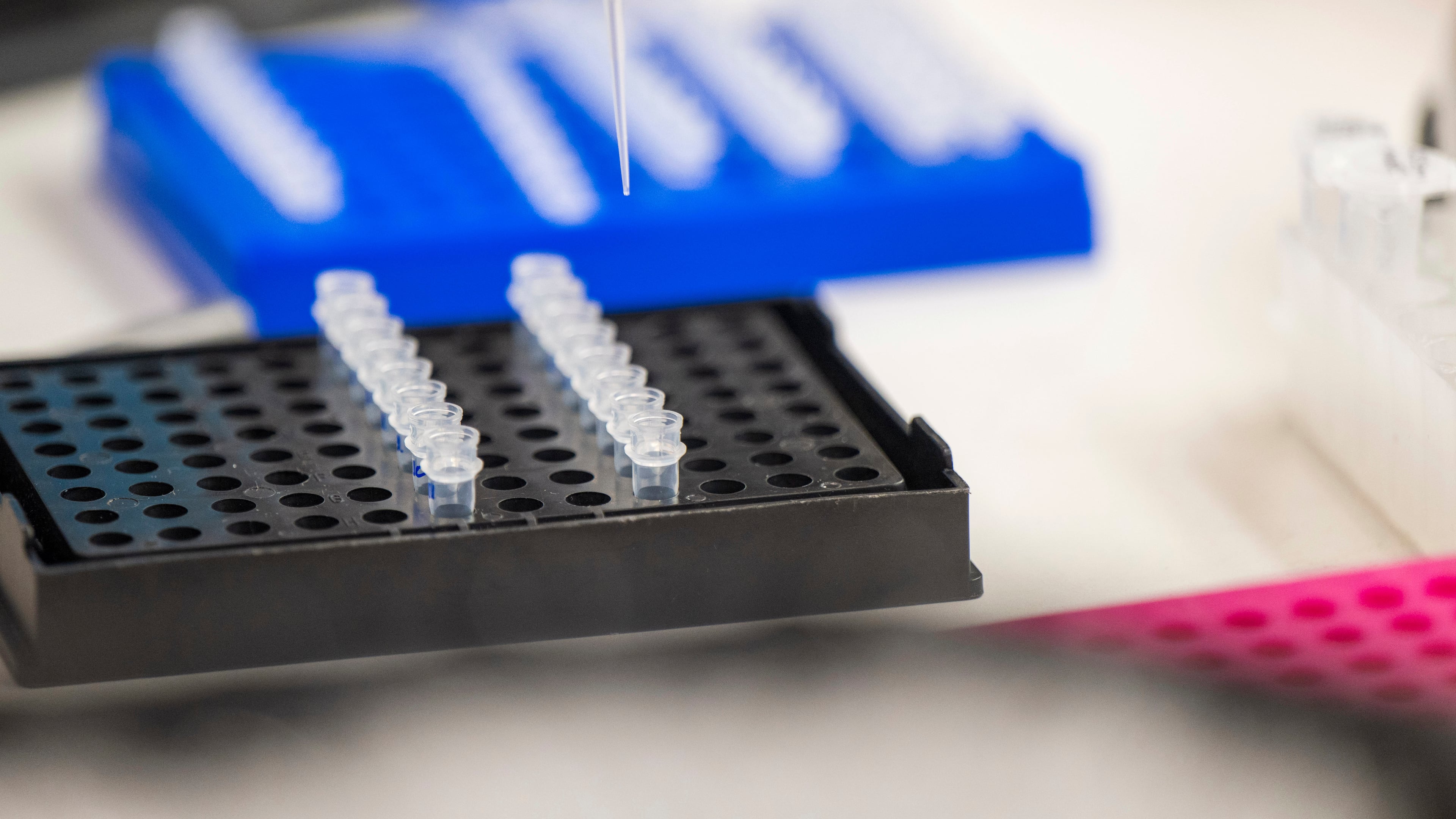 FILE A lab technician prepares DNA samples for analysis in San Jose, Calif., July 22, 2024. (AP Photo/Nic Coury, File)