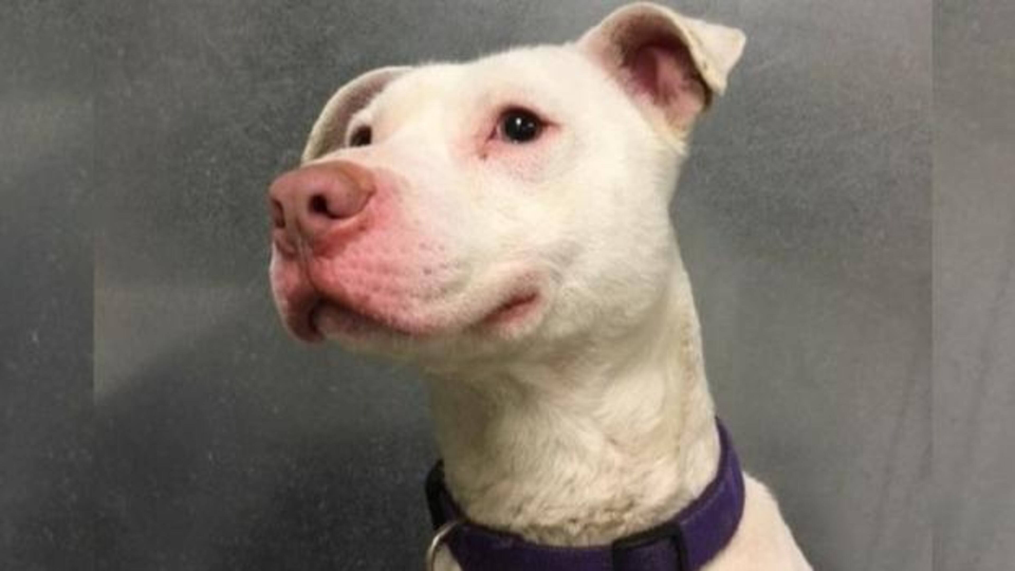 Ghost is well-suited to life as a K-9 officer, but it might not have happened if not for a journey between animal shelters in Florida and Washington State organized by animal rescuers.