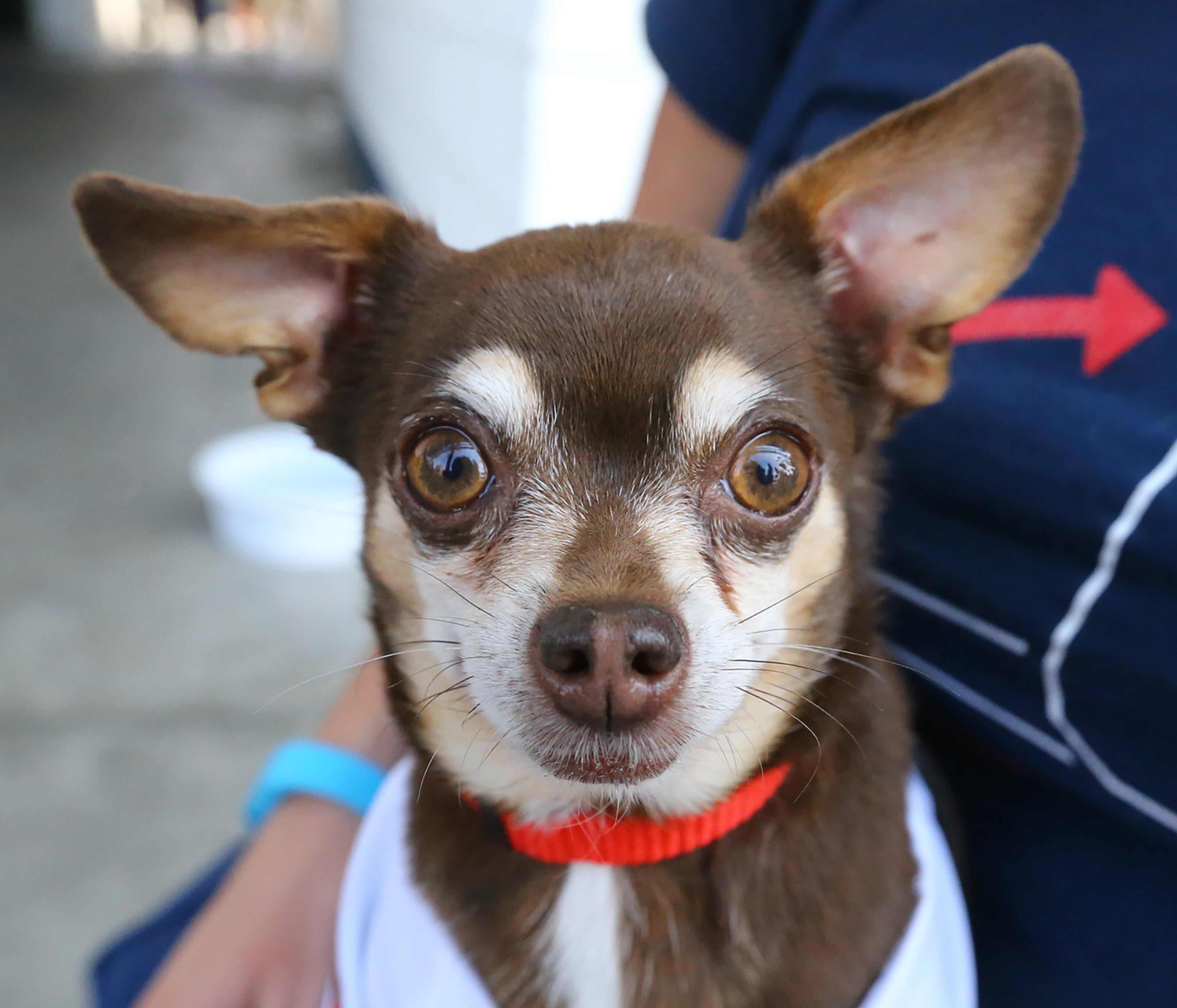 Roxie. from Dallas, Ga, perks up her ears during Bark in the Park at Turner Field during the Braves' finale in a three-game set against the Phillies on Sunday, Sept. 20, 2015, in Atlanta. Curtis Compton / ccompton@ajc.com