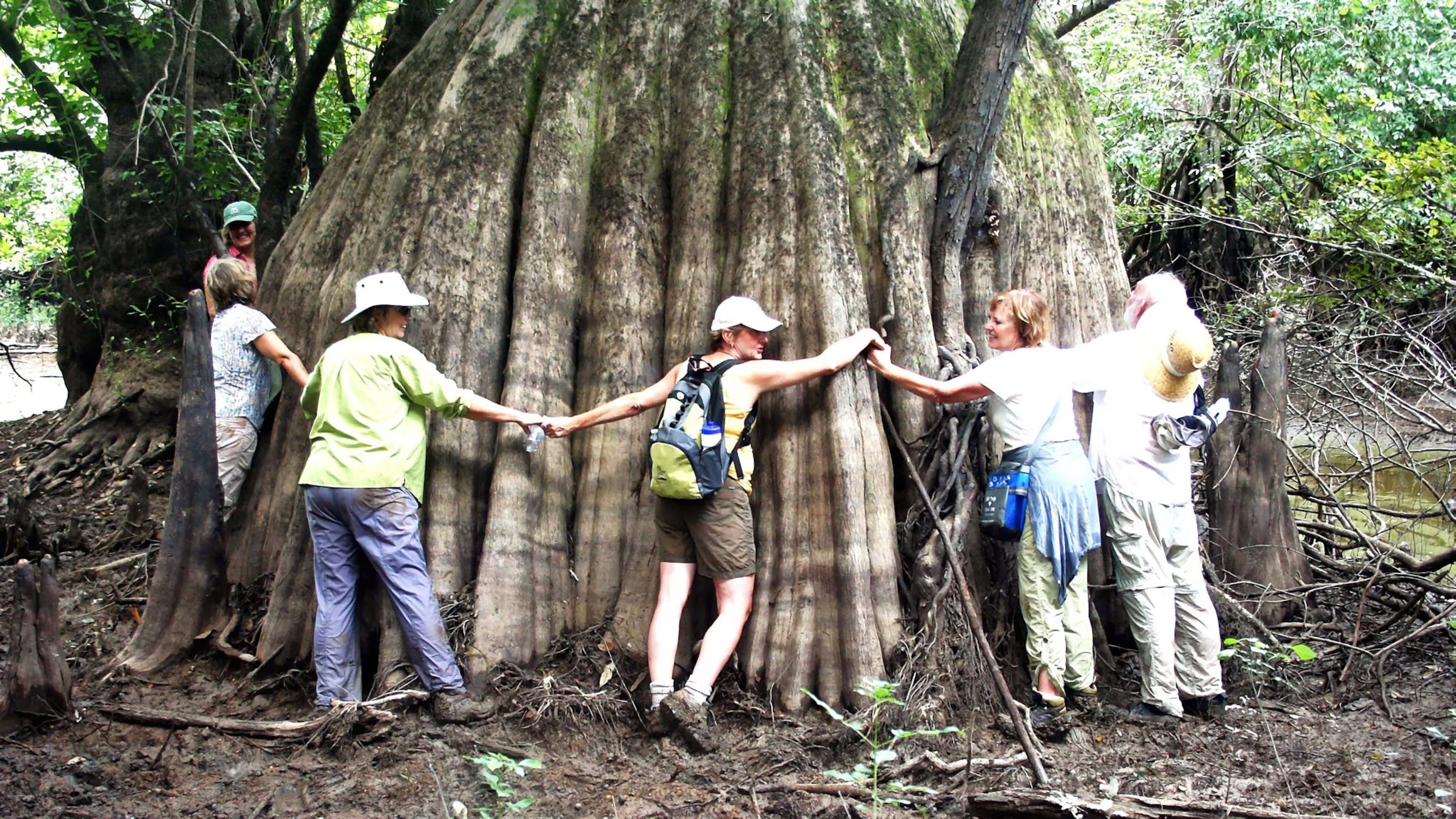 This huge cypress tree, estimated to be 700 years old, stands in the state-owned Murff Tract, a swamp in the Lower Altamaha River flood plain in McIntosh County. (Charles Seabrook)