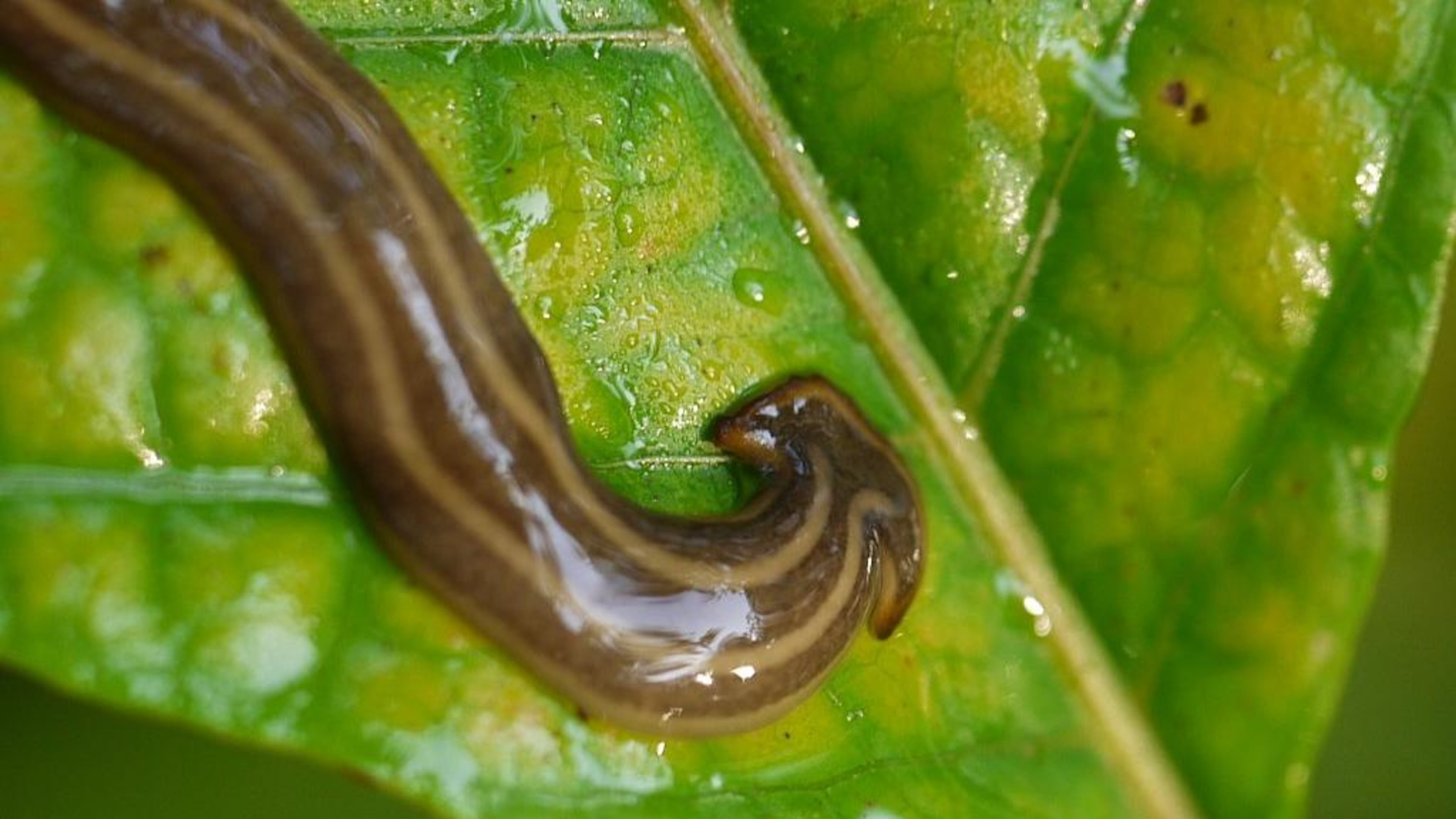 Giant worms with flat heads are one of five invasive worm species detected in France that could pose a danger, according to a new study, but the giant worms have also surfaced in other countries, too.