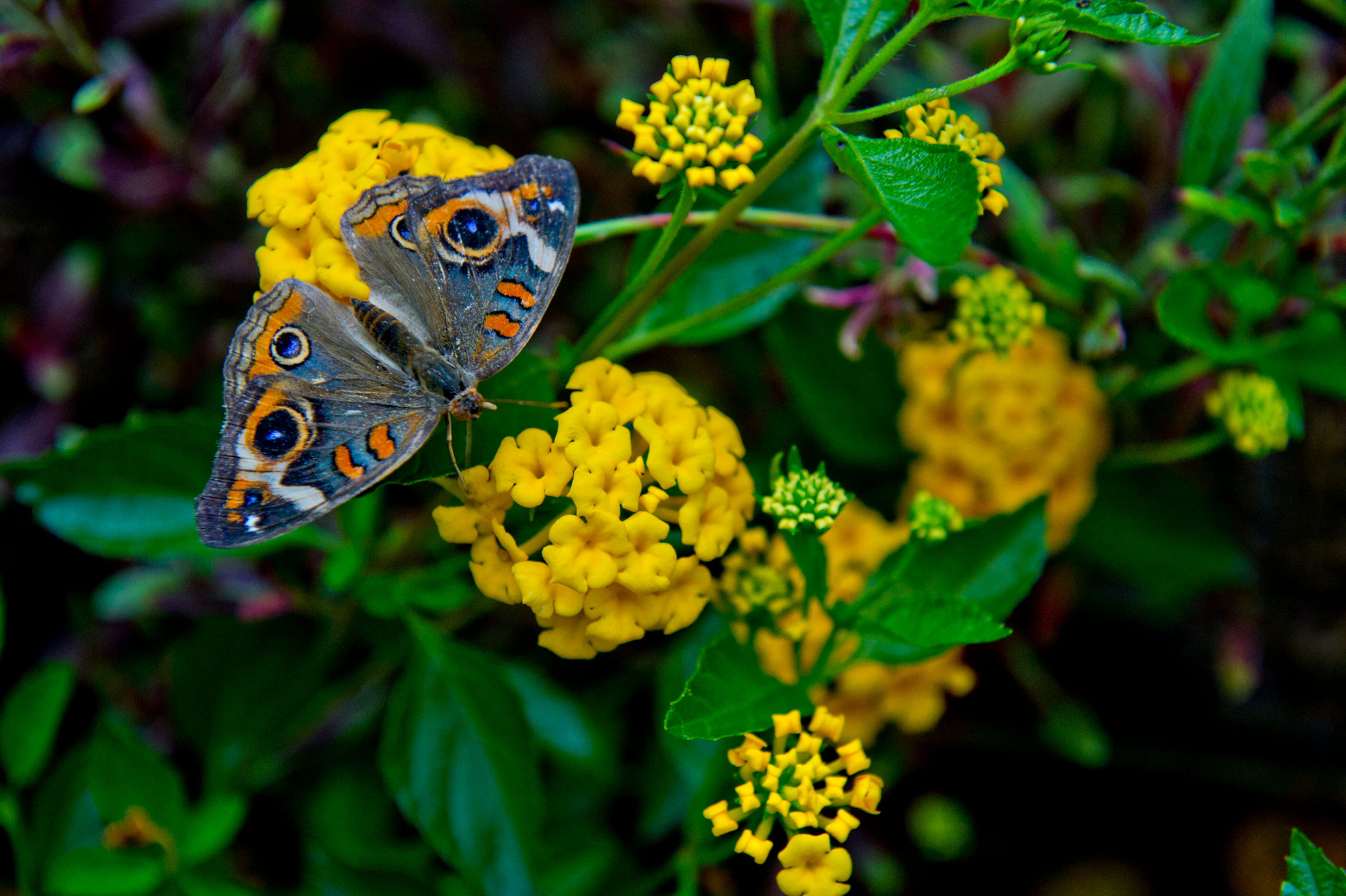 A butterfly perches on a flower during the Butterfly Festival at the Dunwoody Nature Center on Saturday, August 16, 2014. Hundreds of butterflies filled two tents during the event which also featured birds of prey, children's activities and food.