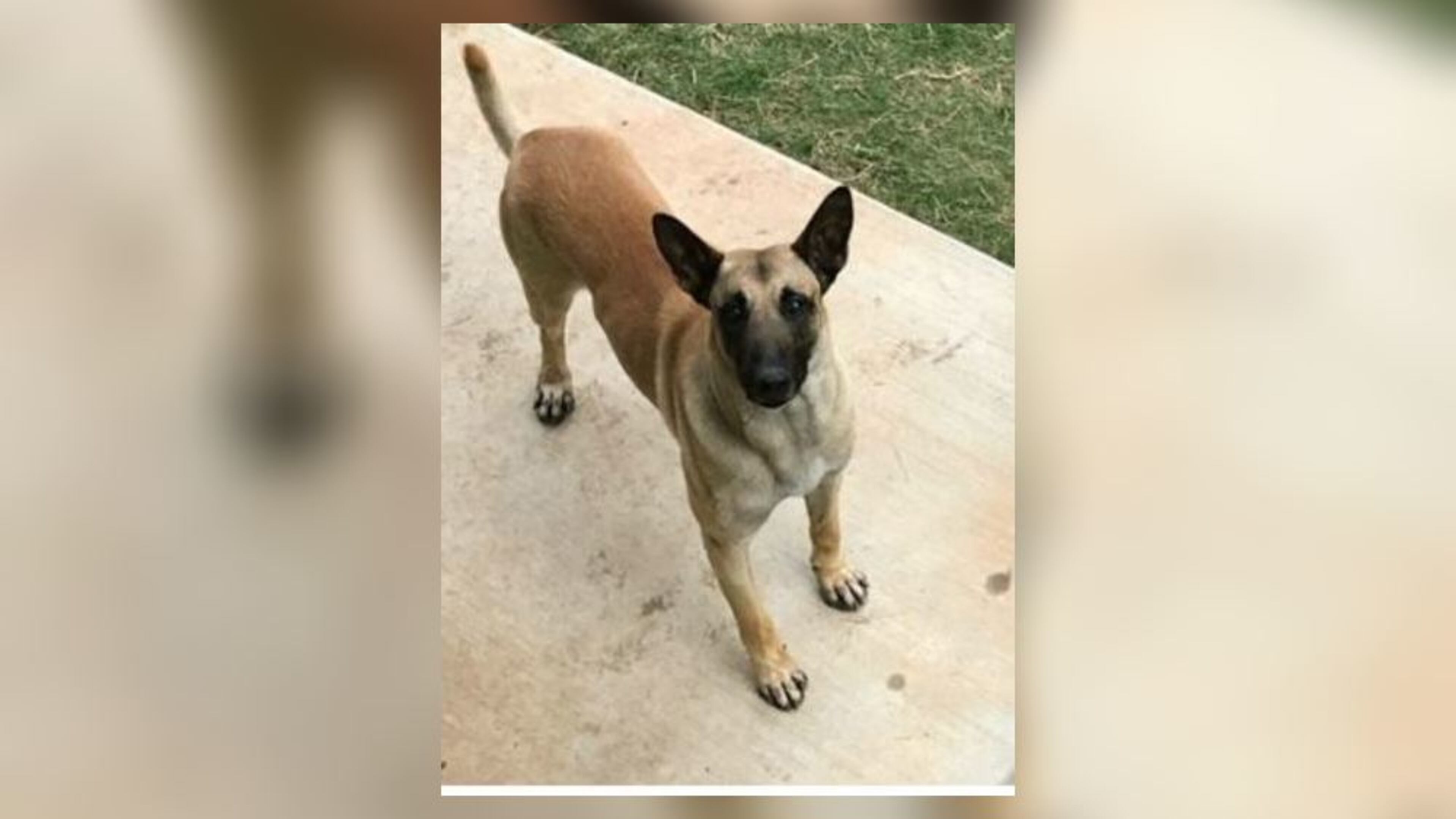 Gwinnett County officers have located a police K-9 who went missing Saturday morning after chasing another animal.