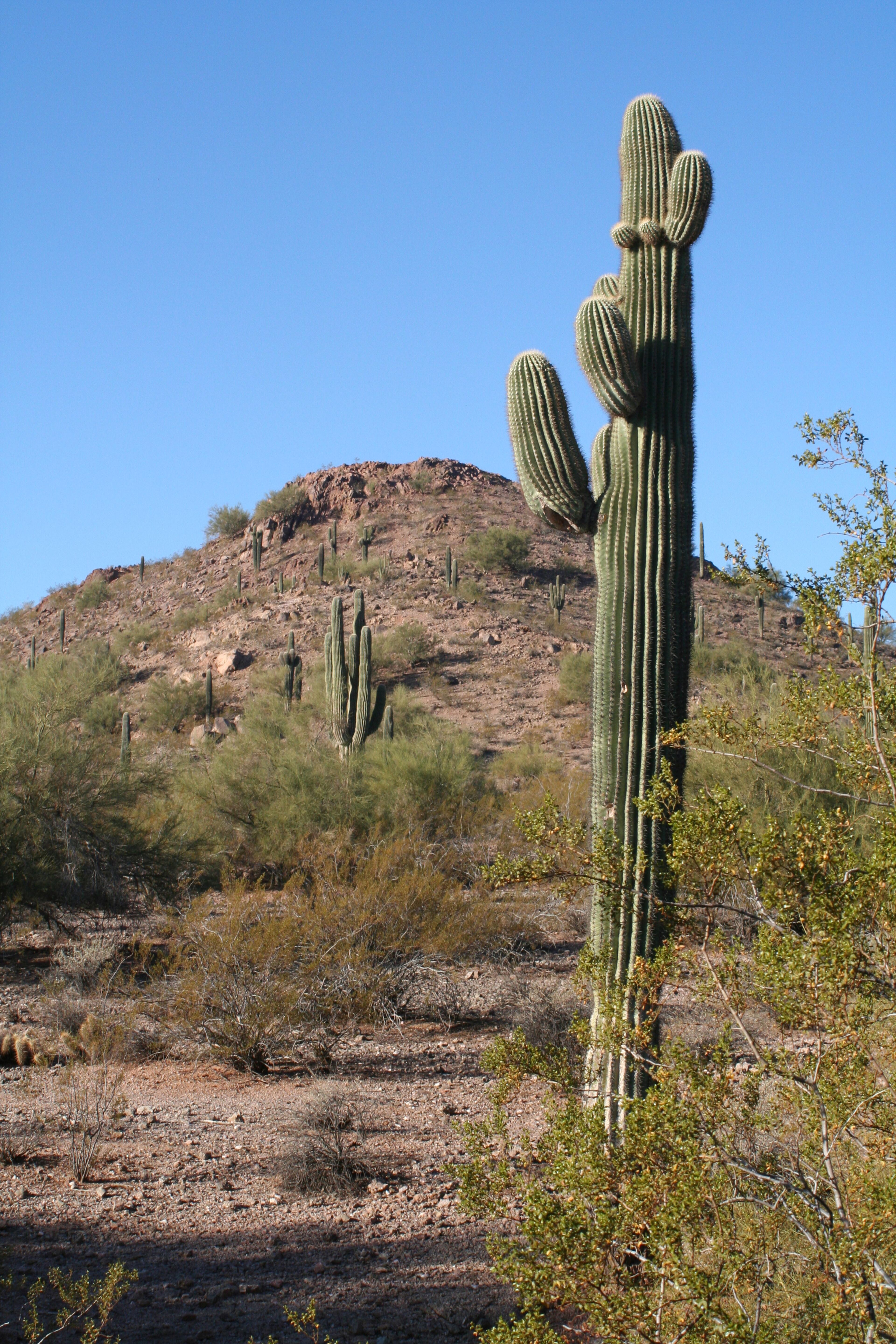 Gardening enthusiasts, prepare to present any plant item that you want to bring into the States—even crafts made with straw—to a customs officer for inspection. You'll need a permit even for innocuous-sounding items like cut flowers with berries attached, nursery stock, and seeds. Other fauna, like "noxious weeds," aren't allowed, period. (Even if some do sound quite pleasant, like apricot cape tulip.)