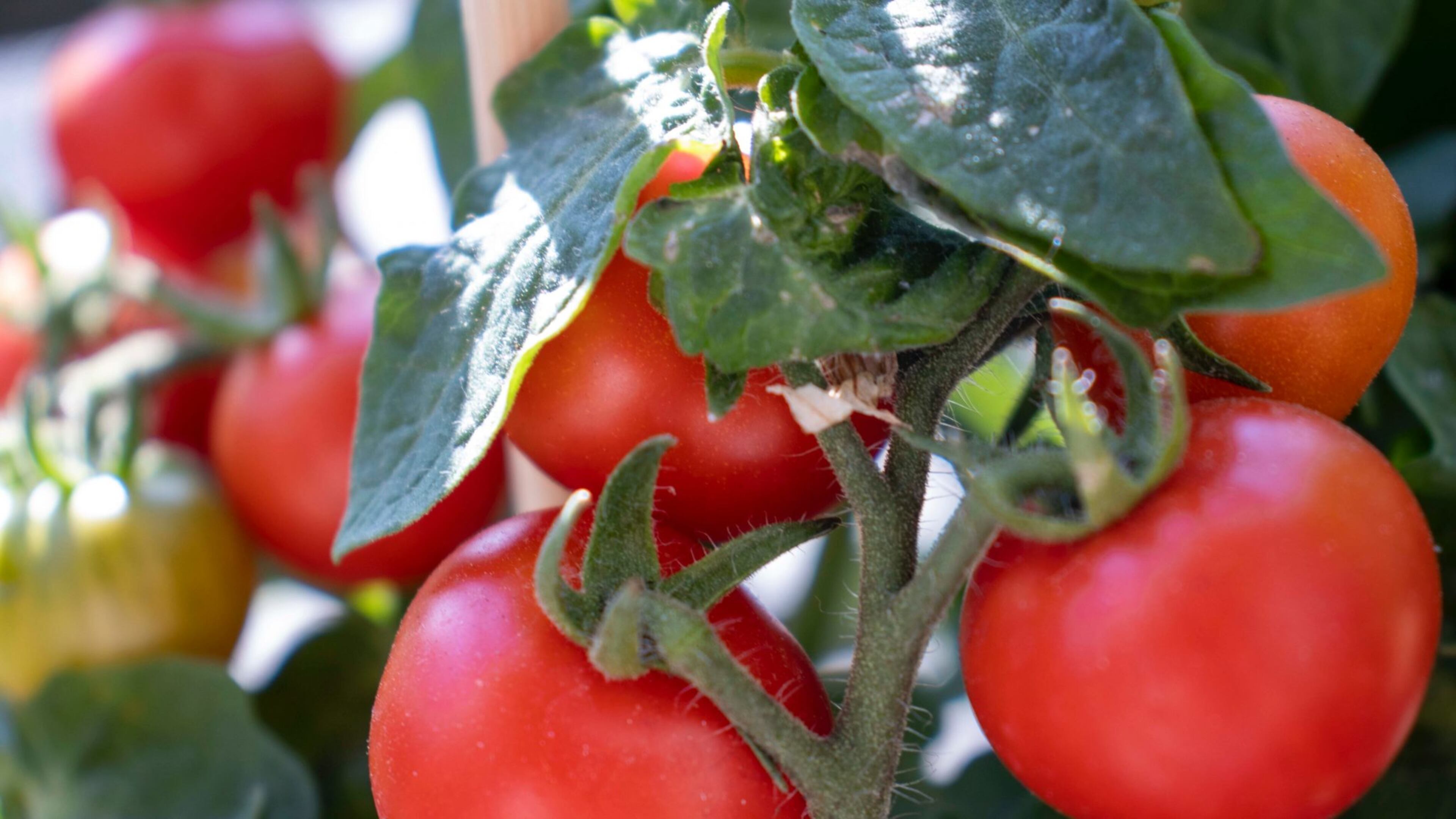 Free in-person events are planned for 10-11 a.m. April 22 and May 6 by the Cherokee County Master Gardeners. (Courtesy of Cherokee County Master Gardeners)