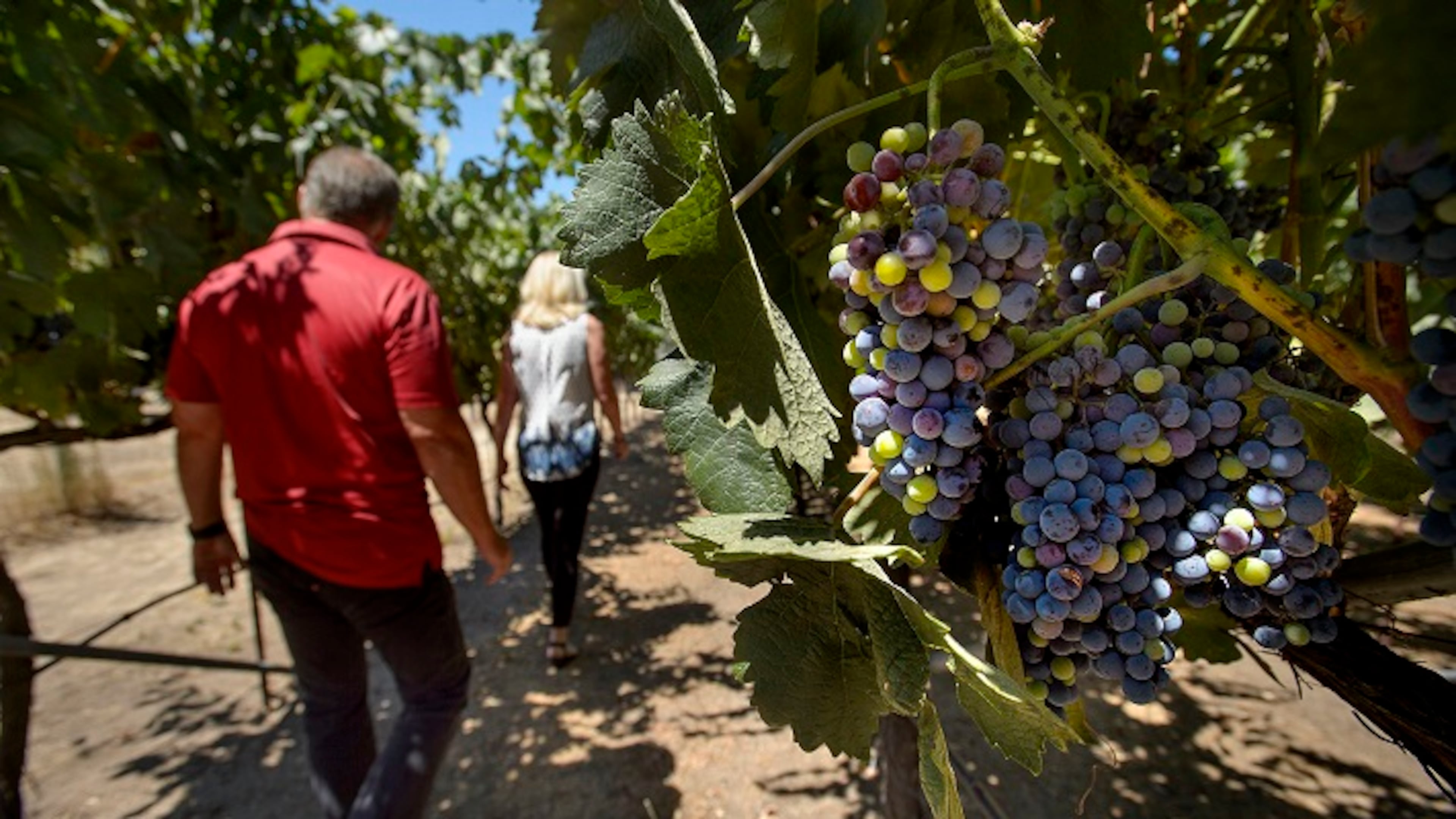 Ron Loder, left, and his wife, Kathy Loder, at their home winery in Granite Bay, Calif., on July 26, 2017. (Randall Benton/Sacramento Bee/TNS)