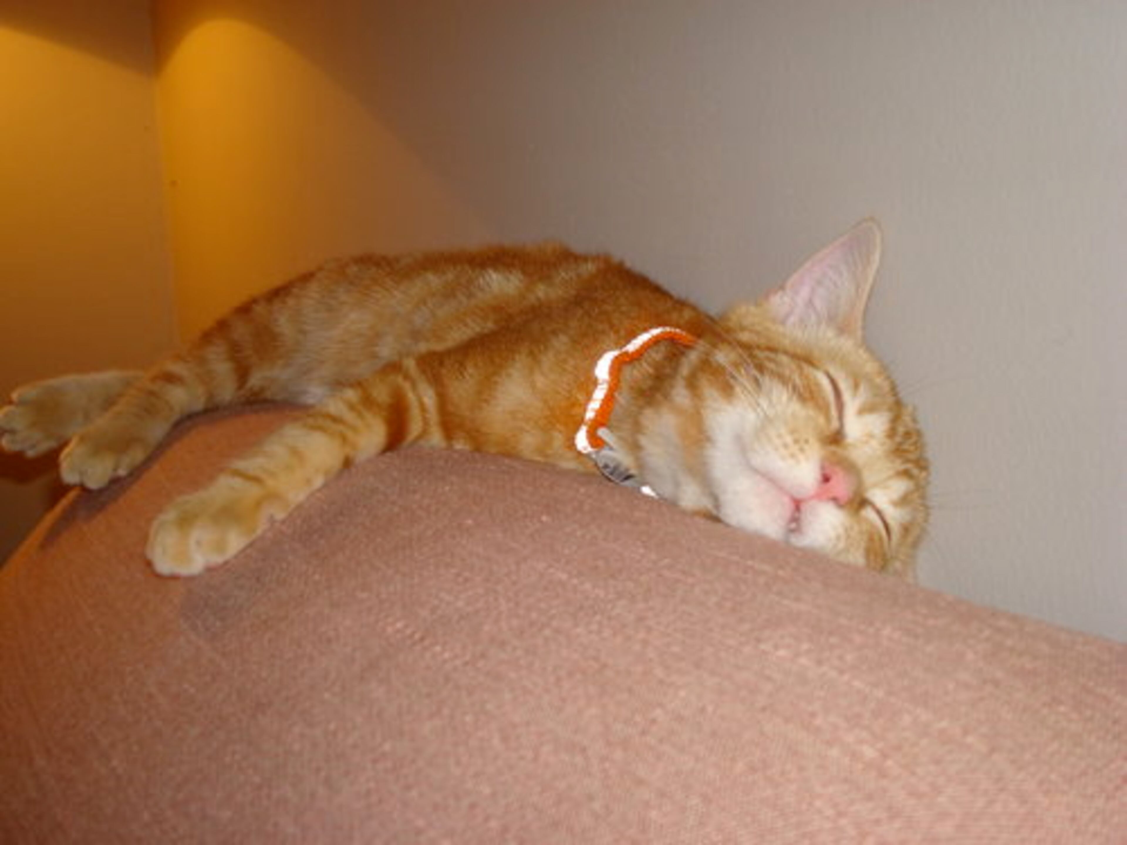 Jacques can tell you that being a kitten is hard work! He's a male tabby from Atlanta Pet Rescue.