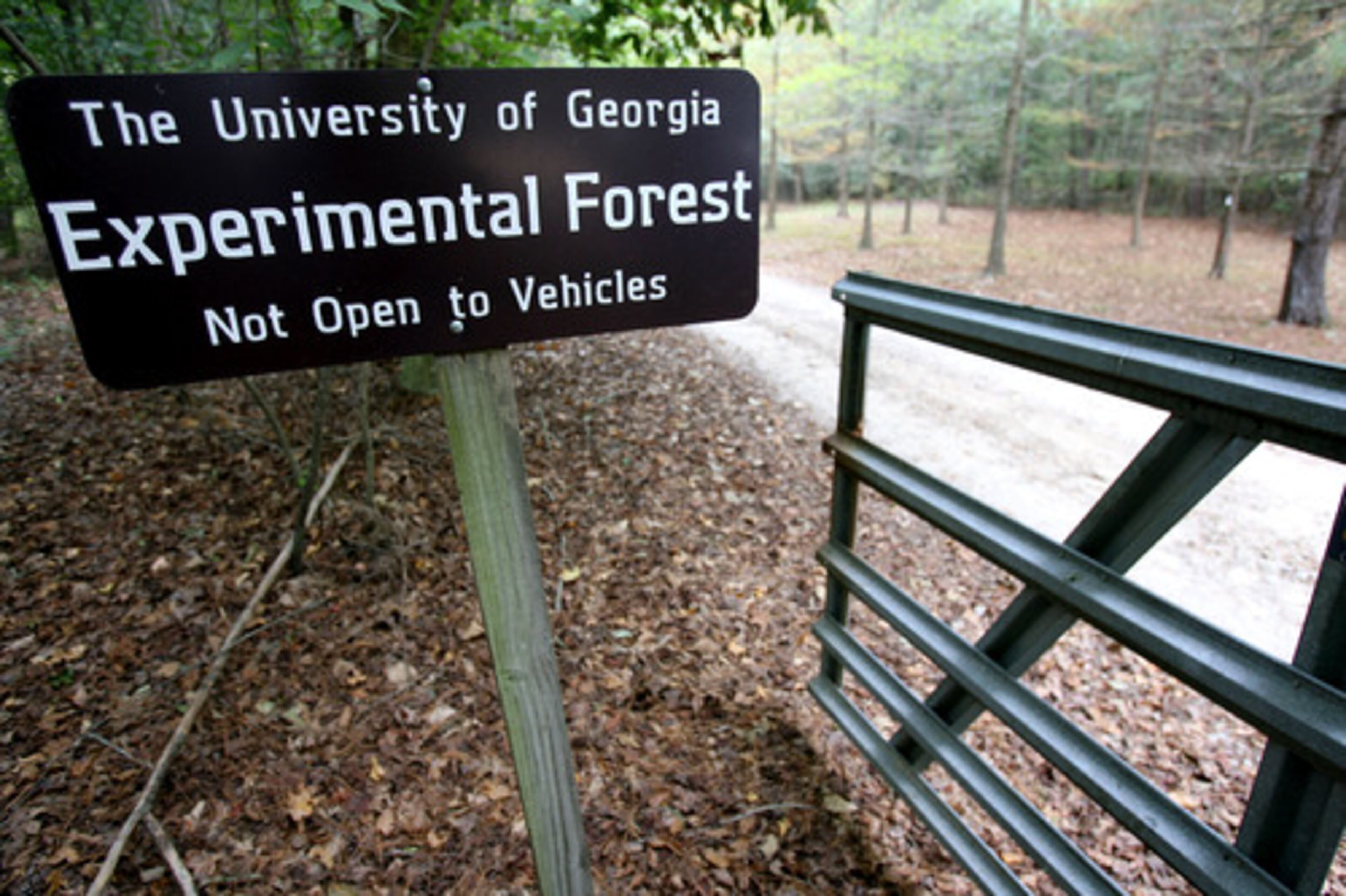 The Thompson Mills Forest, consisting of 330 acres, was deeded to the University of Georgia in 1980 by Lenox T. Thornton of Braselton.