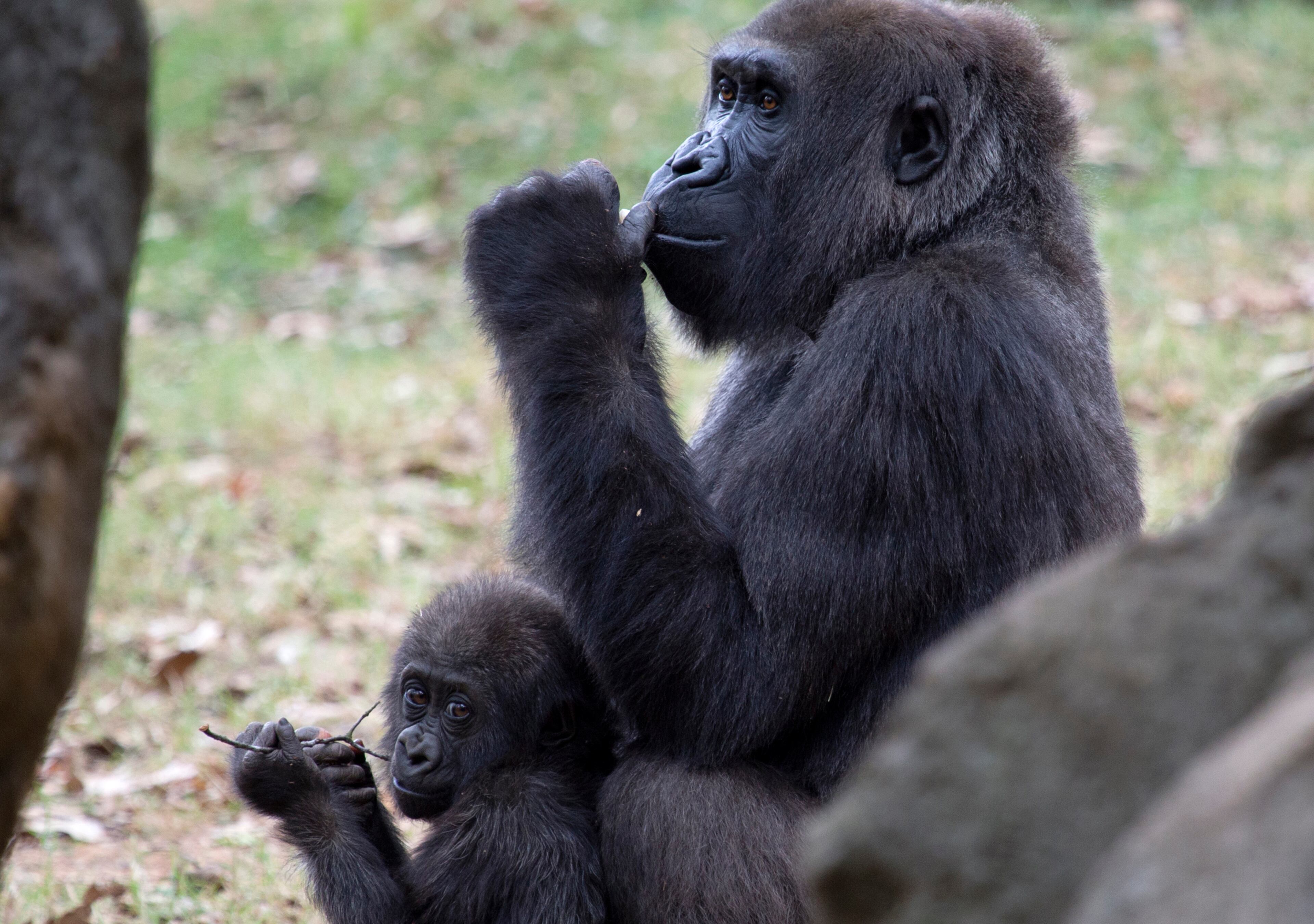 Gorilla Sukari and her baby, Anaka. Anaka is the sixth surviving grandchild of Willie B.