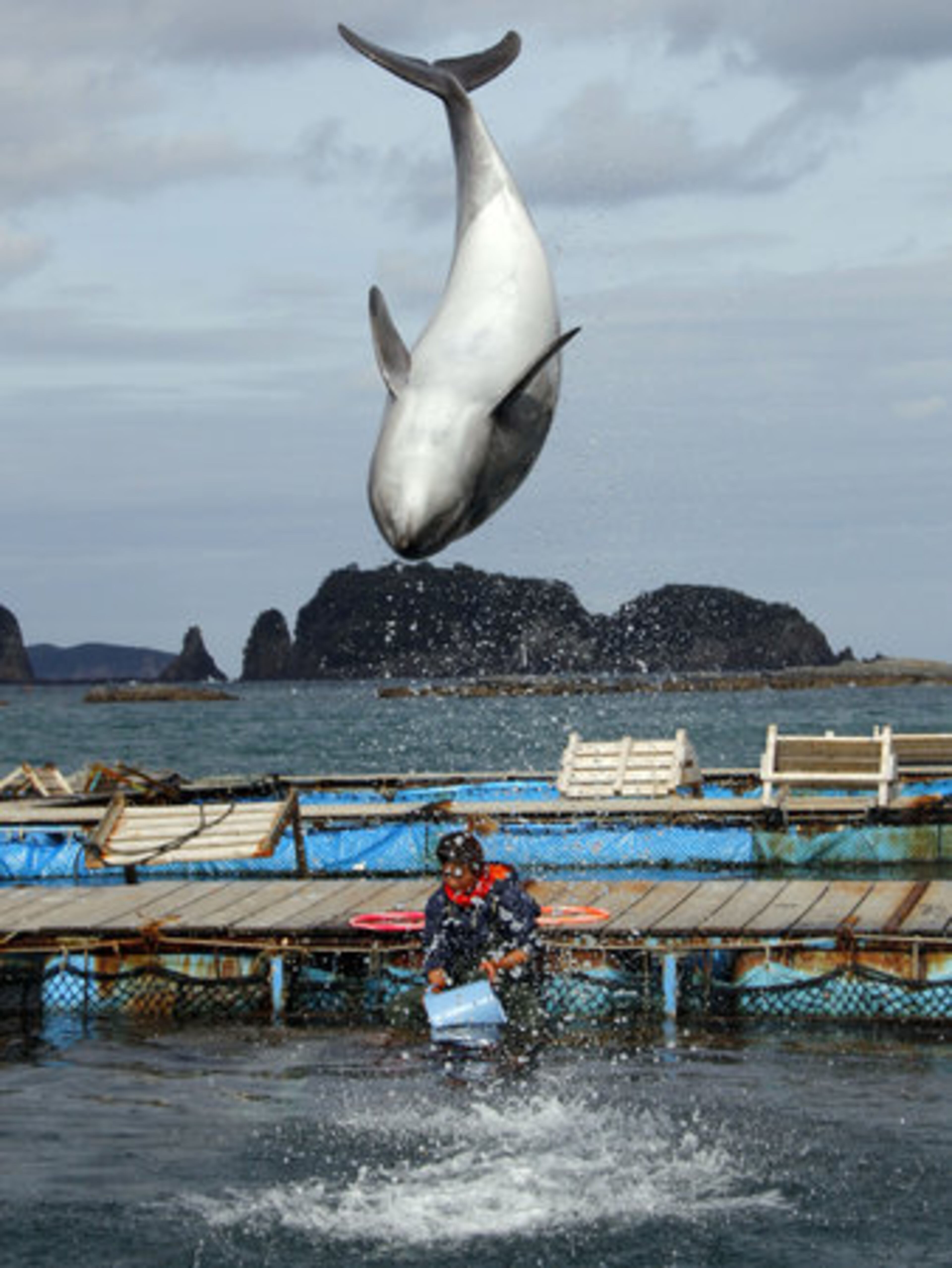 A dolphin demonstrates a flip at a dolphin pool in Taiji, southwestern Japan, where visitors can play with the animals and watch them perform tricks.