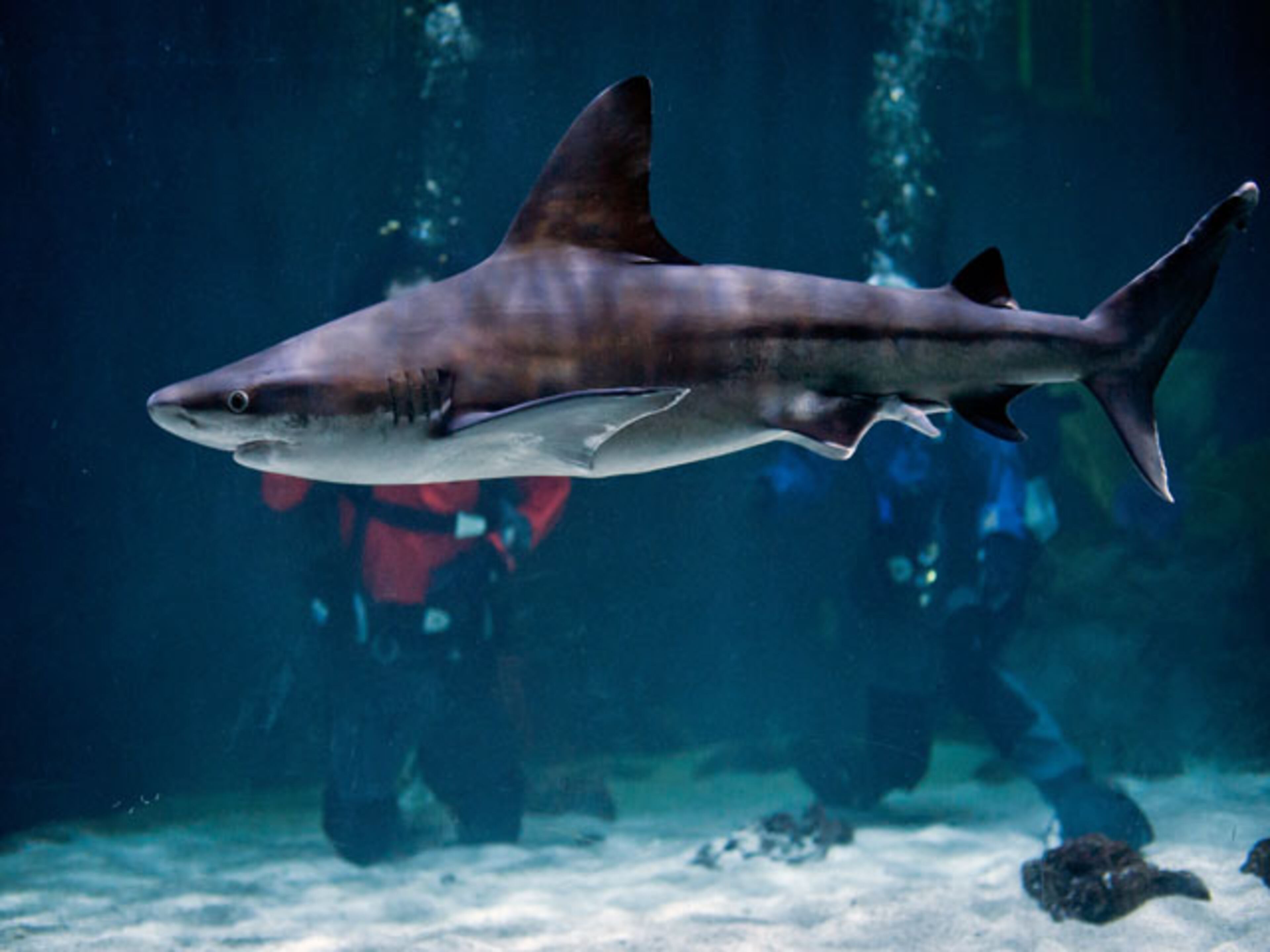 Certified scuba divers will be able to swim among the sharks with professionally trained guides.