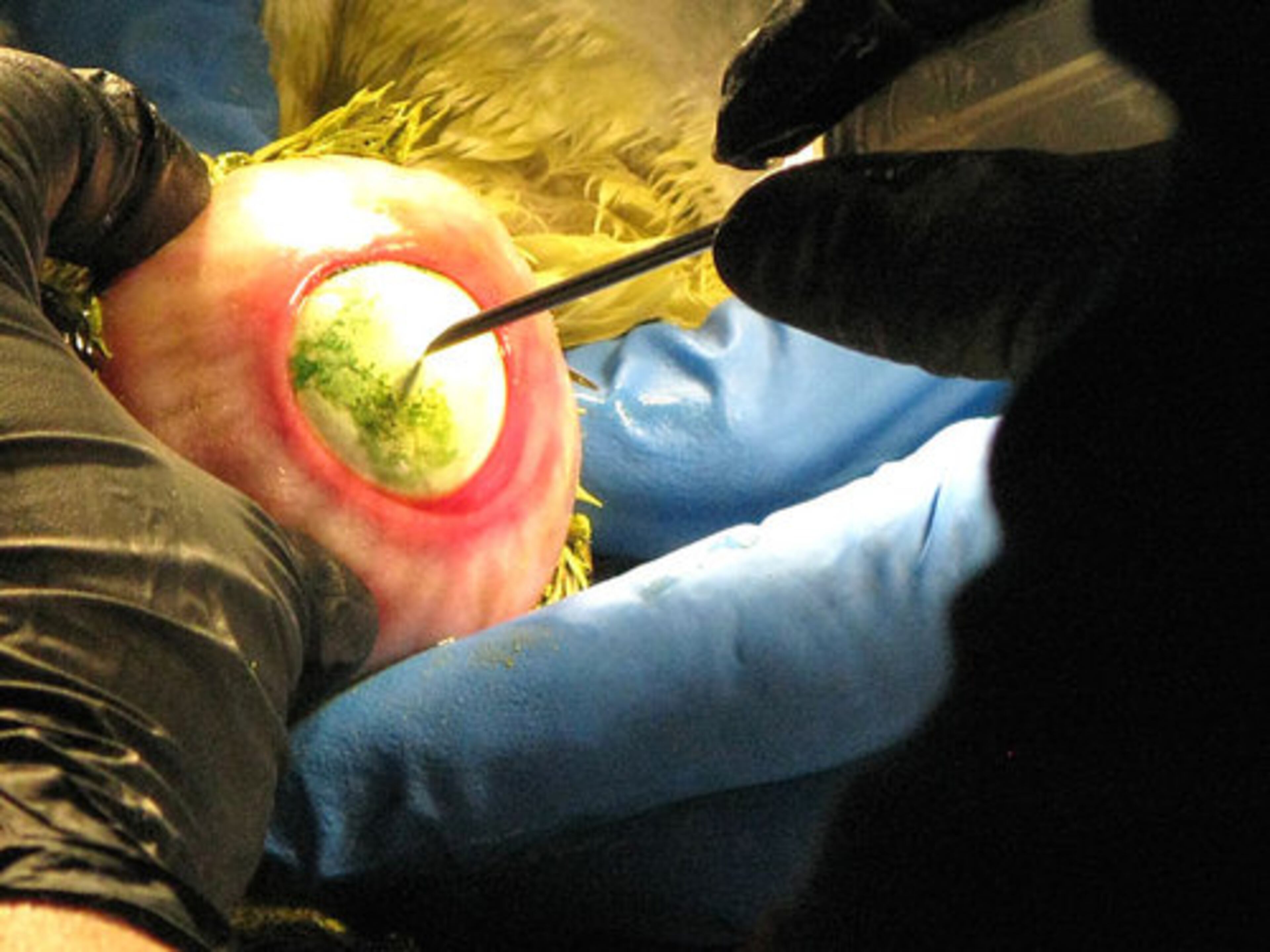 Bossart had to use "a 14-gauge needle to puncture the egg." It was then crushed and extracted. "Bat is doing much better," said Dave Santucci, an aquarium spokesman.