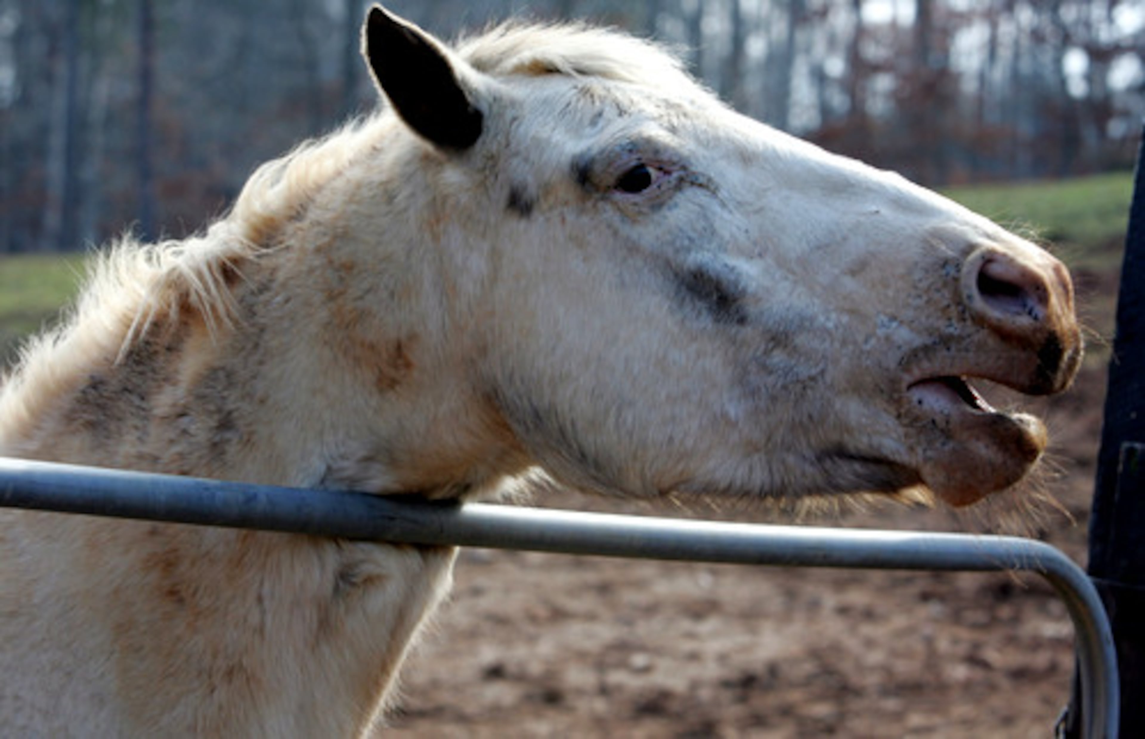 This Apaloosas, named Wyoming, was given up to 'Save The Horses' by a pair of sisters who had adopted it from a summer camp where they worked. The girls, now in college, can't afford to keep the horses anymore.
