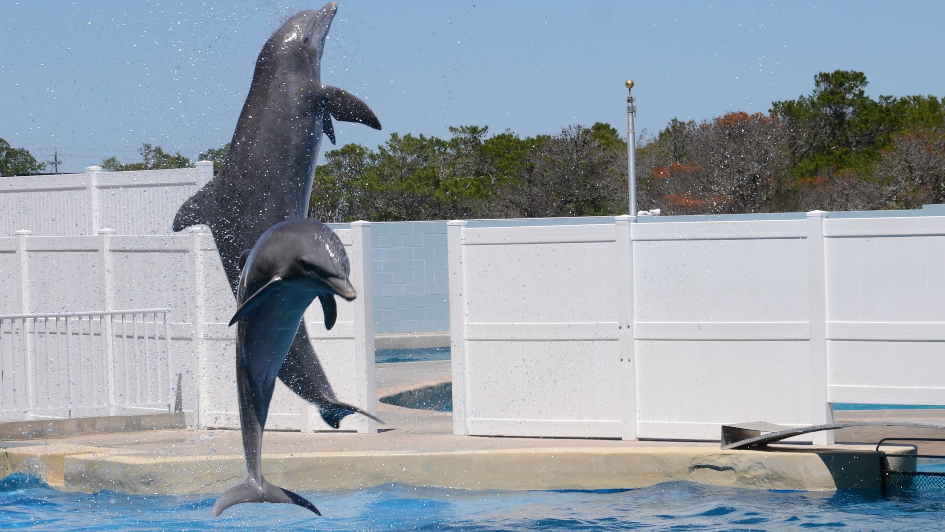 Dolphins soar through the air in a show at Gulf World Marine Park in Panama City Beach, Fla. PHOTO CREDIT: Wesley K.H. Teo