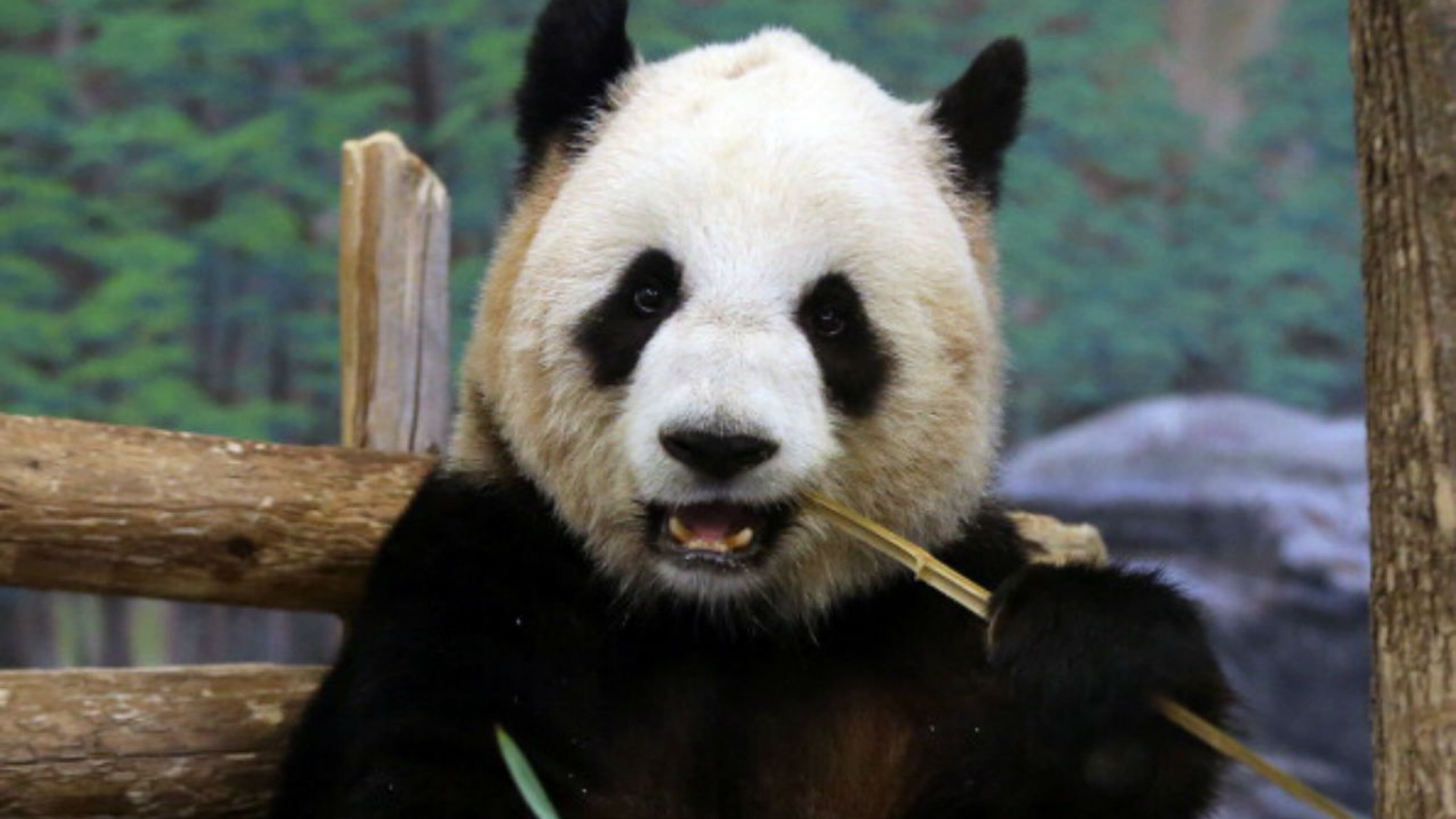 The Toronto Zoo has two giant pandas it received from China in 2013. The zoo said the pair are a visitor favorite.