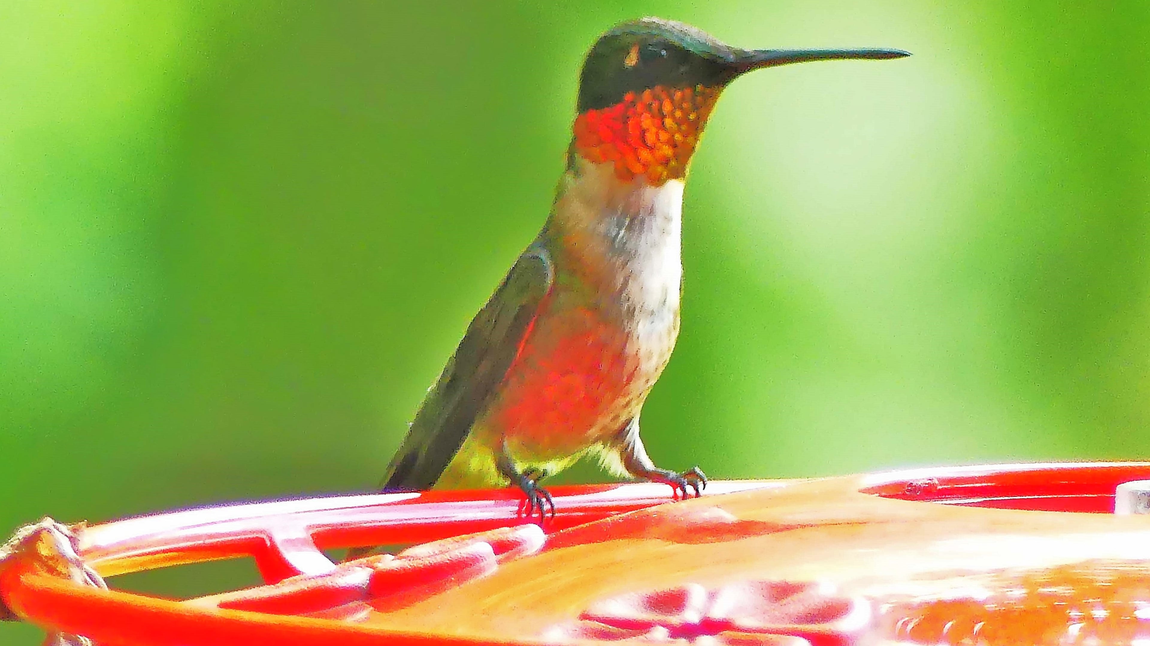 A ruby-throated hummingbird visits a backyard feeder in Decatur. The tiny birds start returning to nectar-filled feeders in July to fatten up for fall migration to Mexico and Central America. (Charles Seabrook for The Atlanta Journal-Constitution)