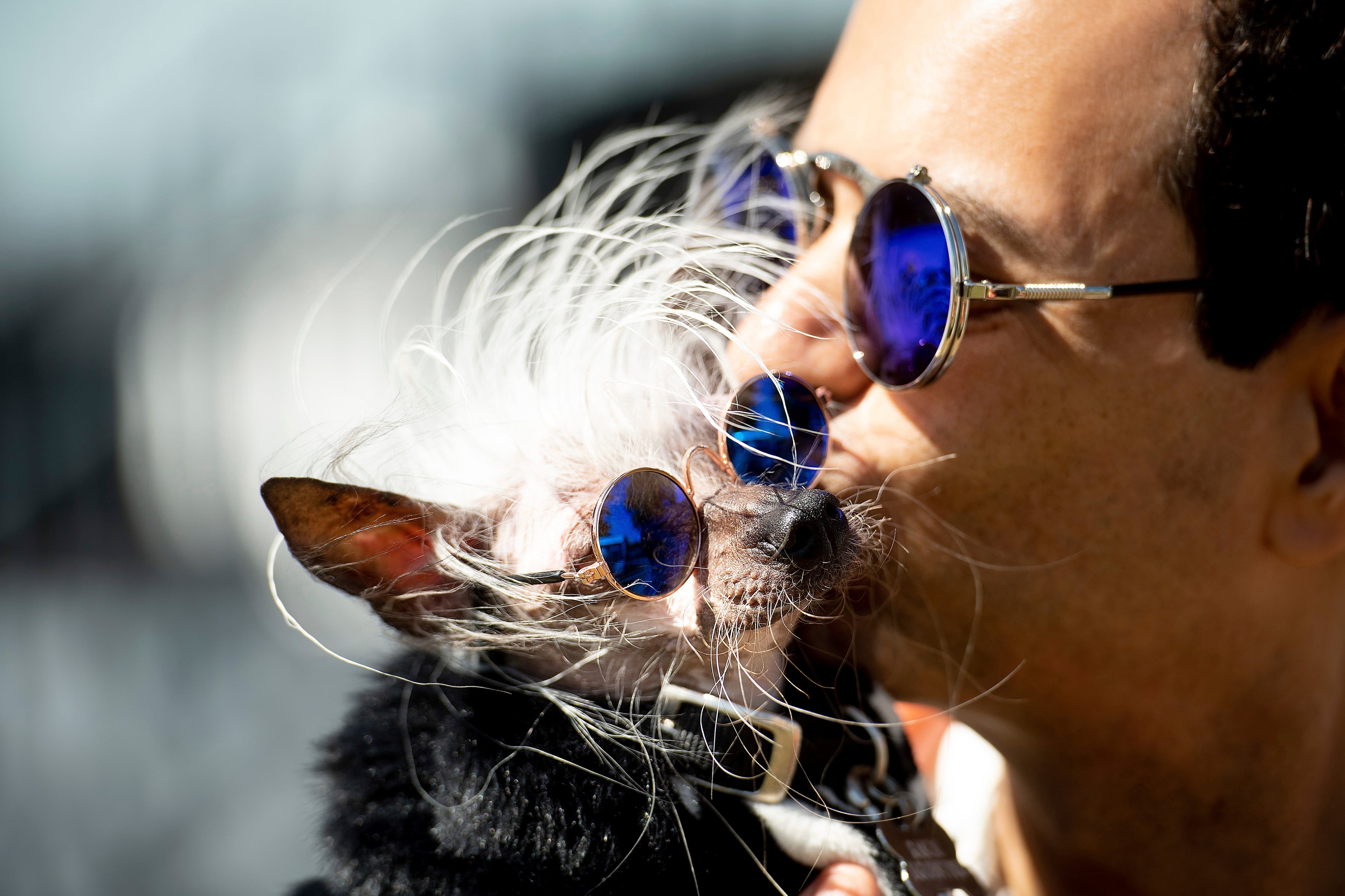 Dane Andrew kisses his dog Rascal before the start of the World's Ugliest Dog Contest at the Sonoma-Marin Fair, Friday, June 21, 2019 in Petaluma, Calif. Andrew says that although Rascal has taken top honors in eight competitions, he has yet to win Petaluma. (AP Photo/Noah Berger)