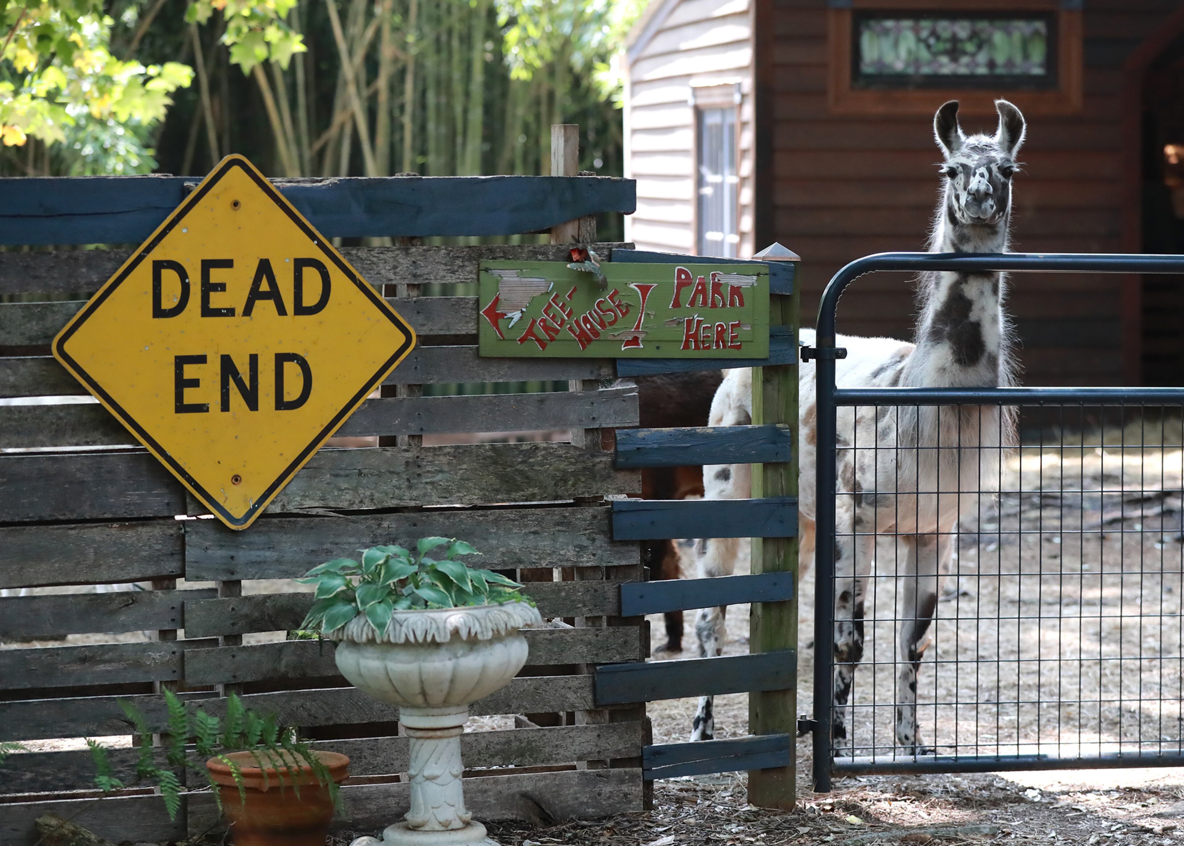 June 3, 2019 Atlanta: Figgy, a appaloosa llama, waits at the gate to welcome guests arriving at the alpaca treehouse and llama cottage Airbnb property on Monday, June 3, 2019, in Atlanta. Curtis Compton/ccompton@ajc.com