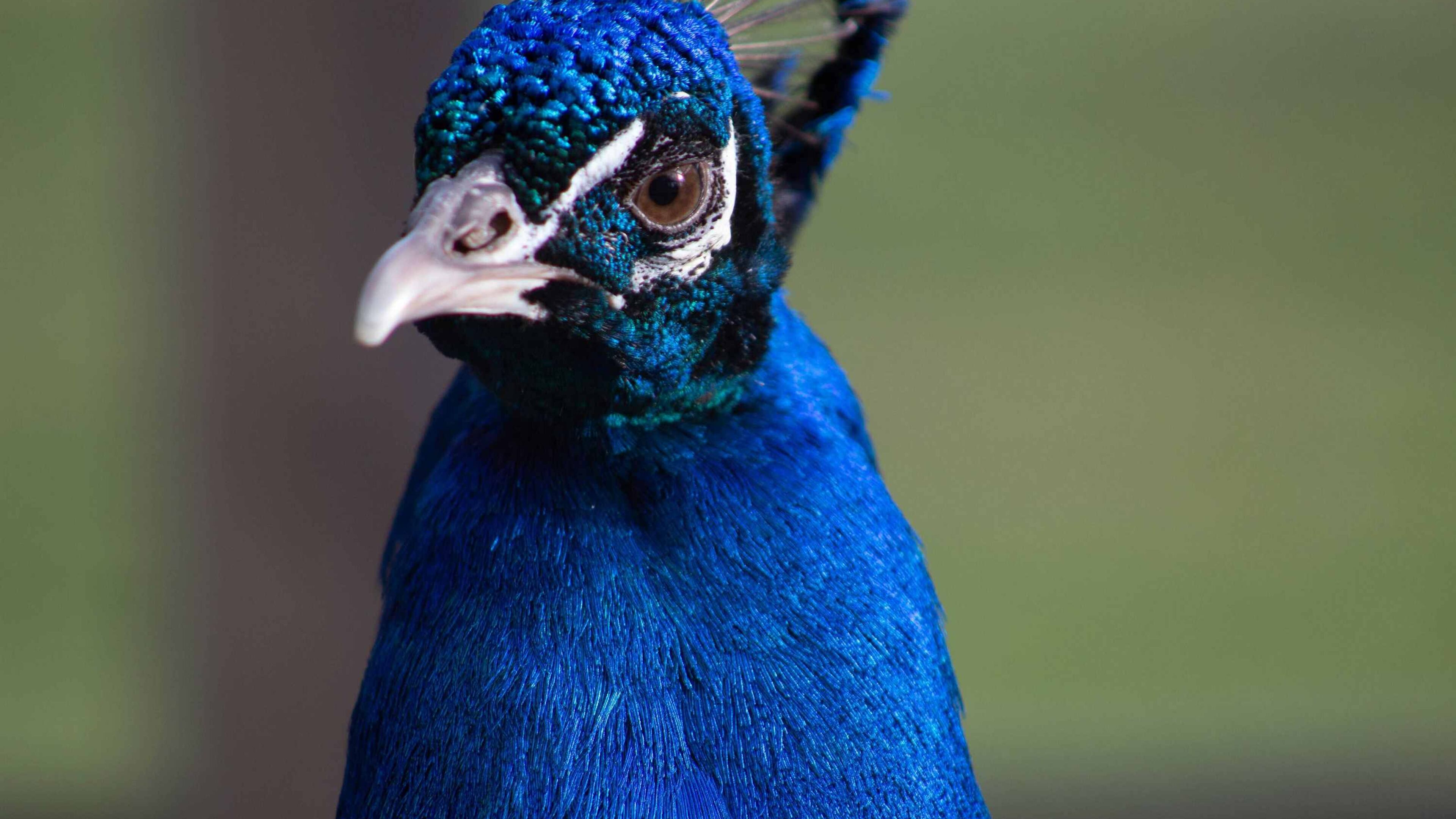Georgia writer Flannery O'Connor raised peahens and peacocks at her farm, Andalusia, near Milledgeville. This week archaeologists will be testing the land around her restored farmhouse, now a museum, to find remnants of the coop where the animals were tended. CONTRIBUTED: ANDALUSIA: HOME OF FLANNERY O'CONNOR