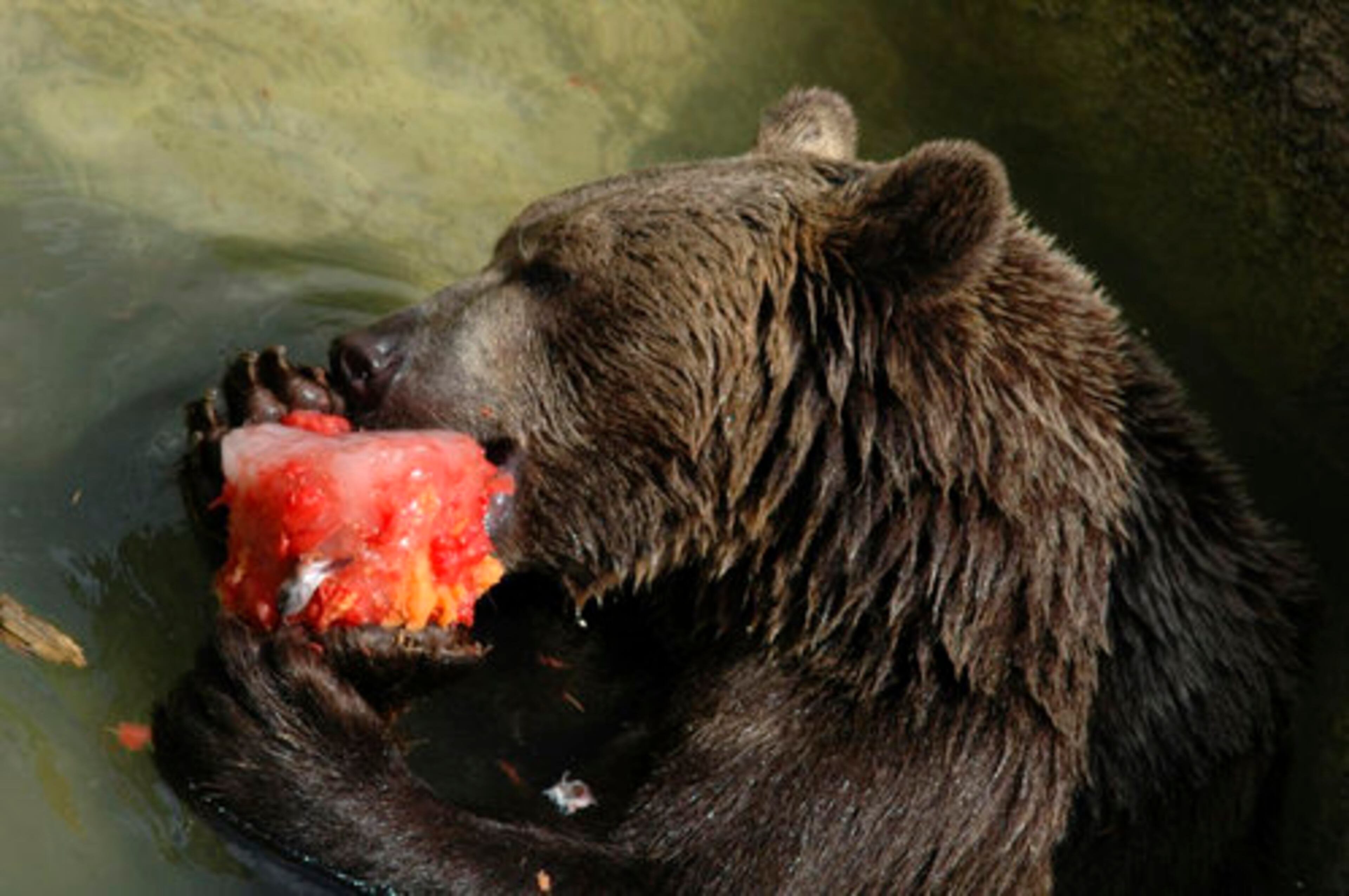 A bear chows down on a piece of frozen fruit.