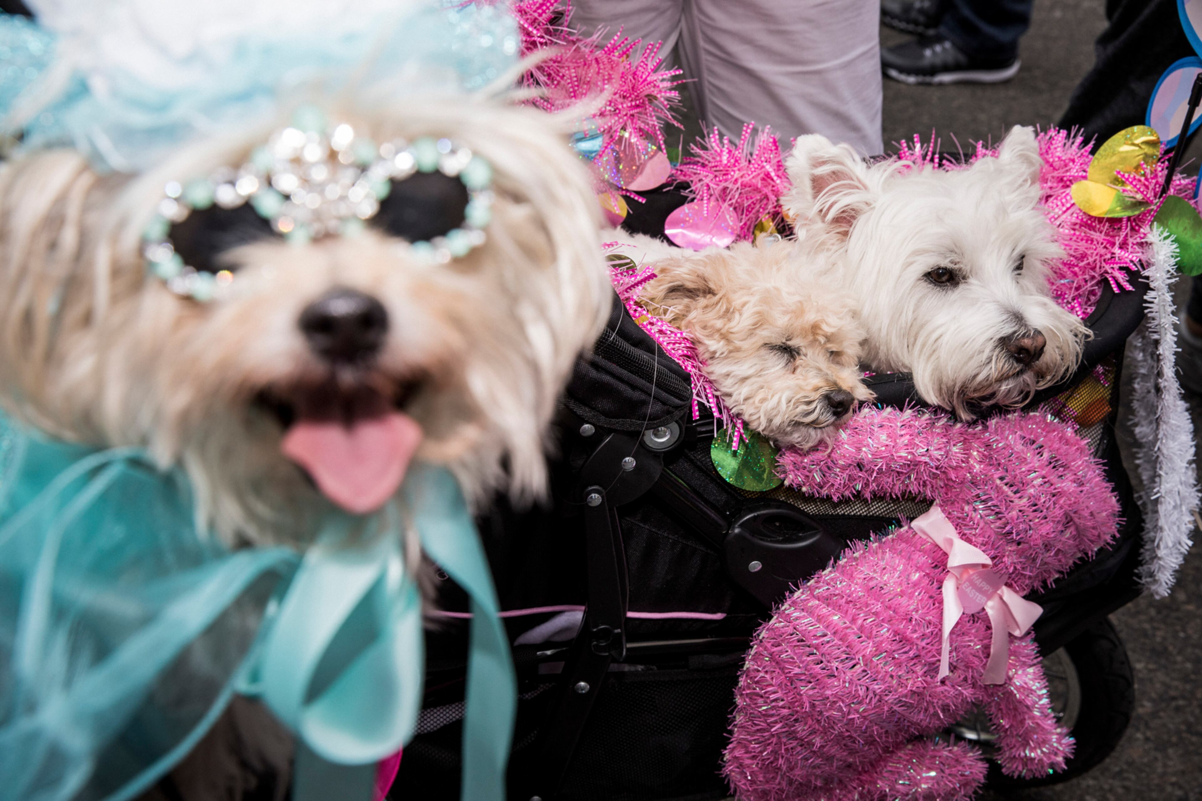 Canine participants near St. PatrickÕs Cathedral during the Easter Parade on Fifth Avenue in Manhattan, April 16, 2017. (Damon Winter/The New York Times)