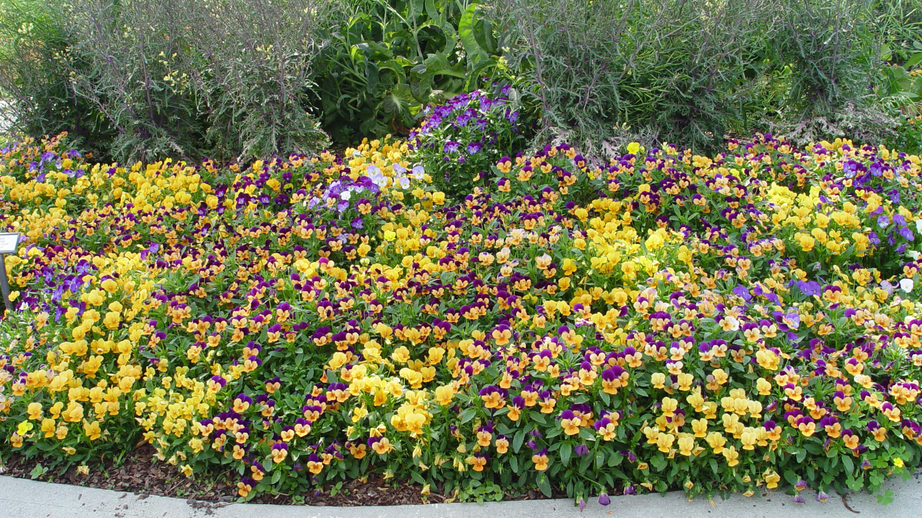 These are many of the newer color options for Viola tricolor, but note how the purple flowered older variety is larger. (Maureen Gilmer/TNS)