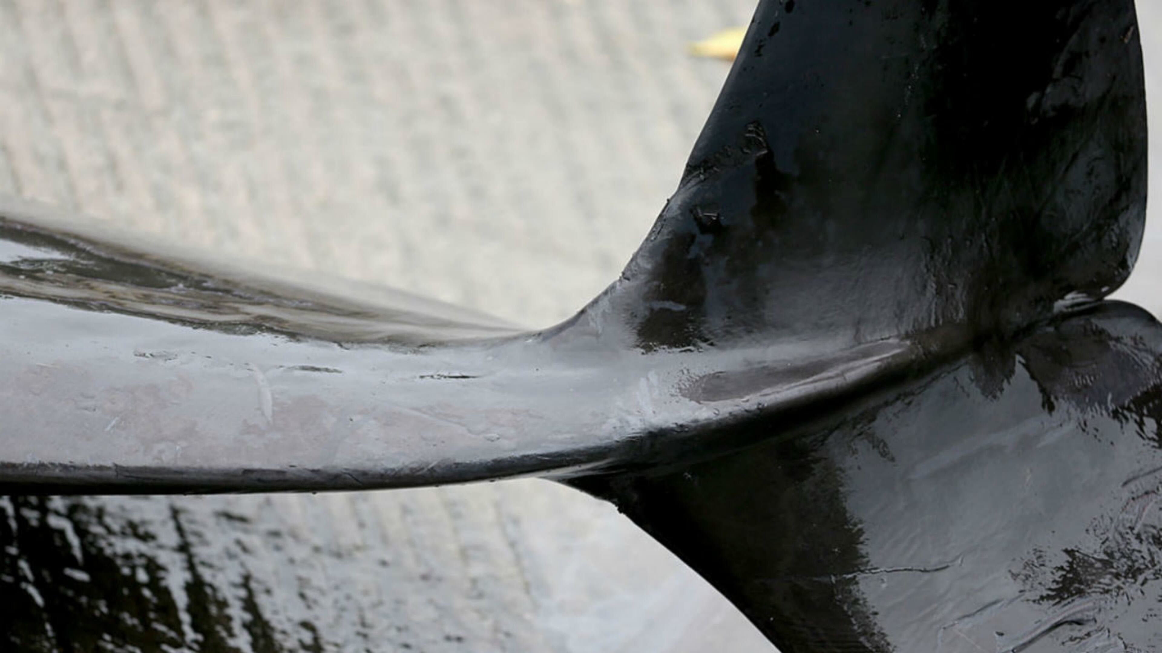 FILE PHOTO: South Carolina wildlife officials say five pilot whales were found stranded on Edisto Beach Saturday morning. Four of the whales died.