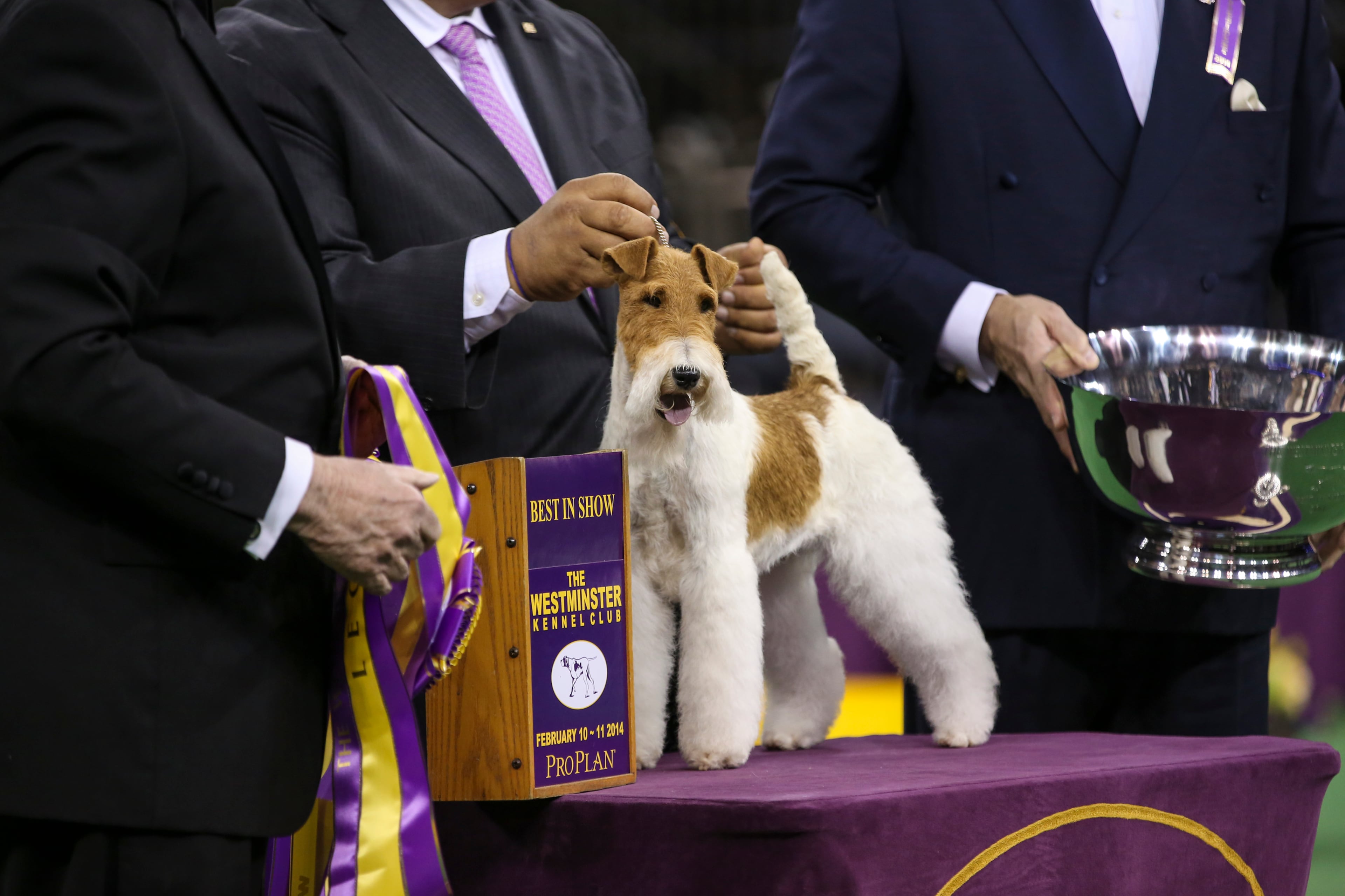 THE WESTMINSTER KENNEL CLUB DOG SHOW -- "The 138th Annual Westminster Kennel Club Dog Show" -- Pictured: Best In Show winner, Afterall Painting The Sky the Wire Fox Terrier at Madison Square Garden in New York City on Monday, February 11, 2014 -- (Photo by: Ben Hider/USA Network/NBCU Photo Bank via Getty Images)